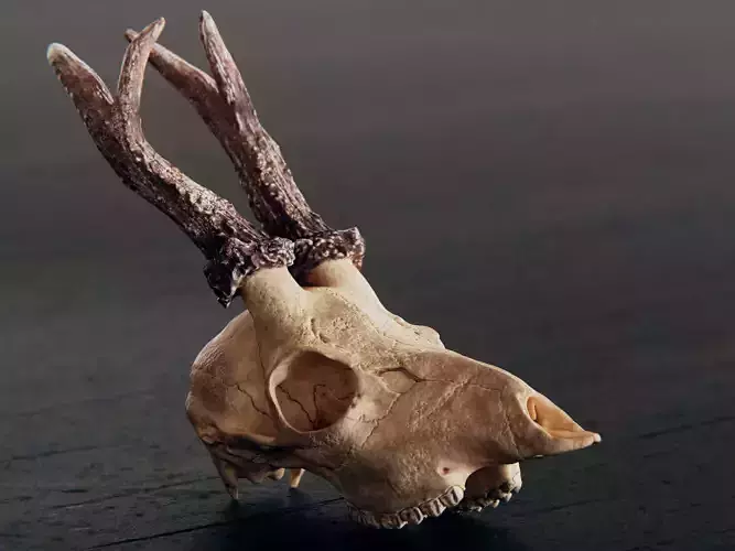 roe deer skull 3D model