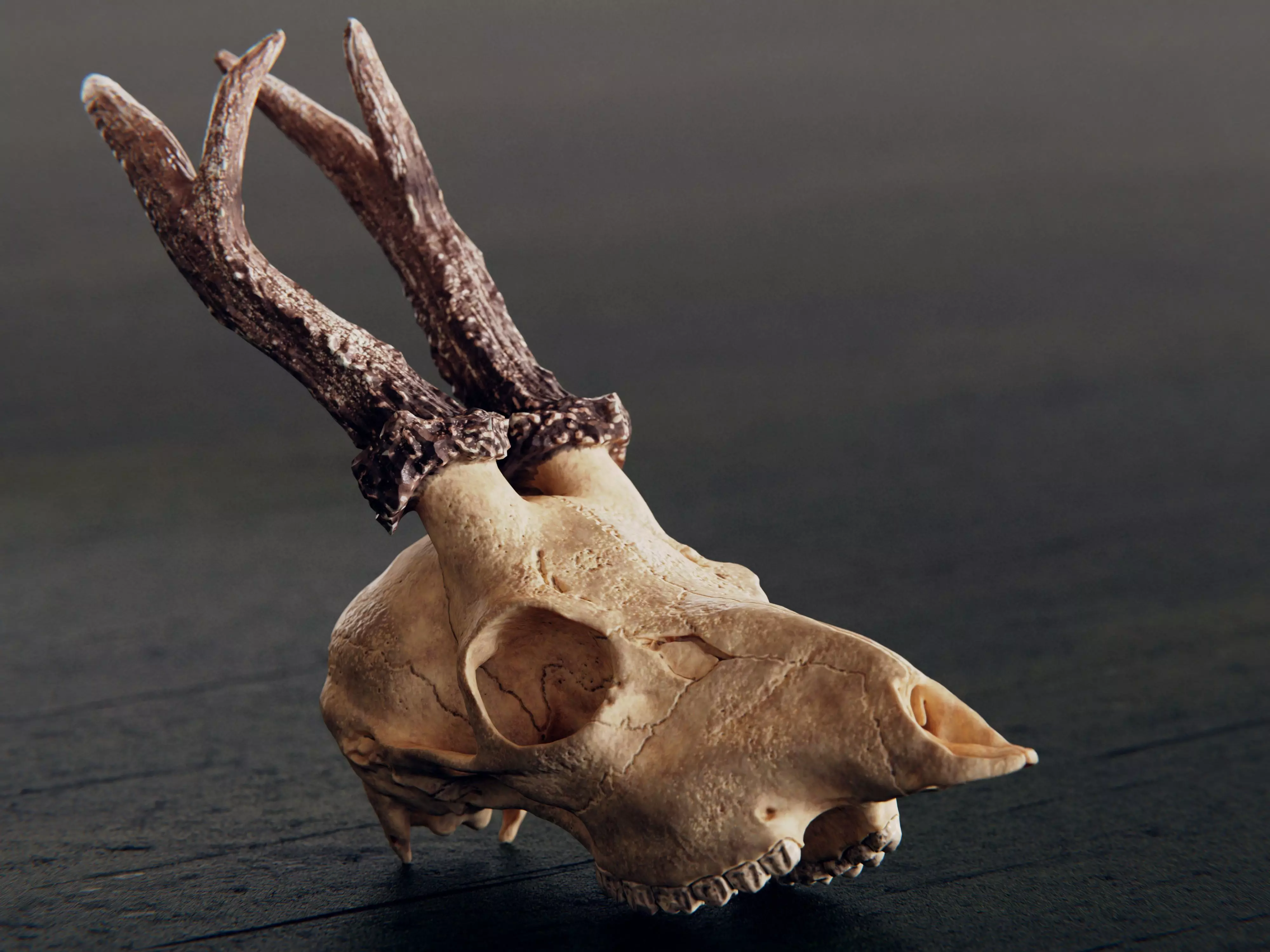 roe deer skull 3D model_0