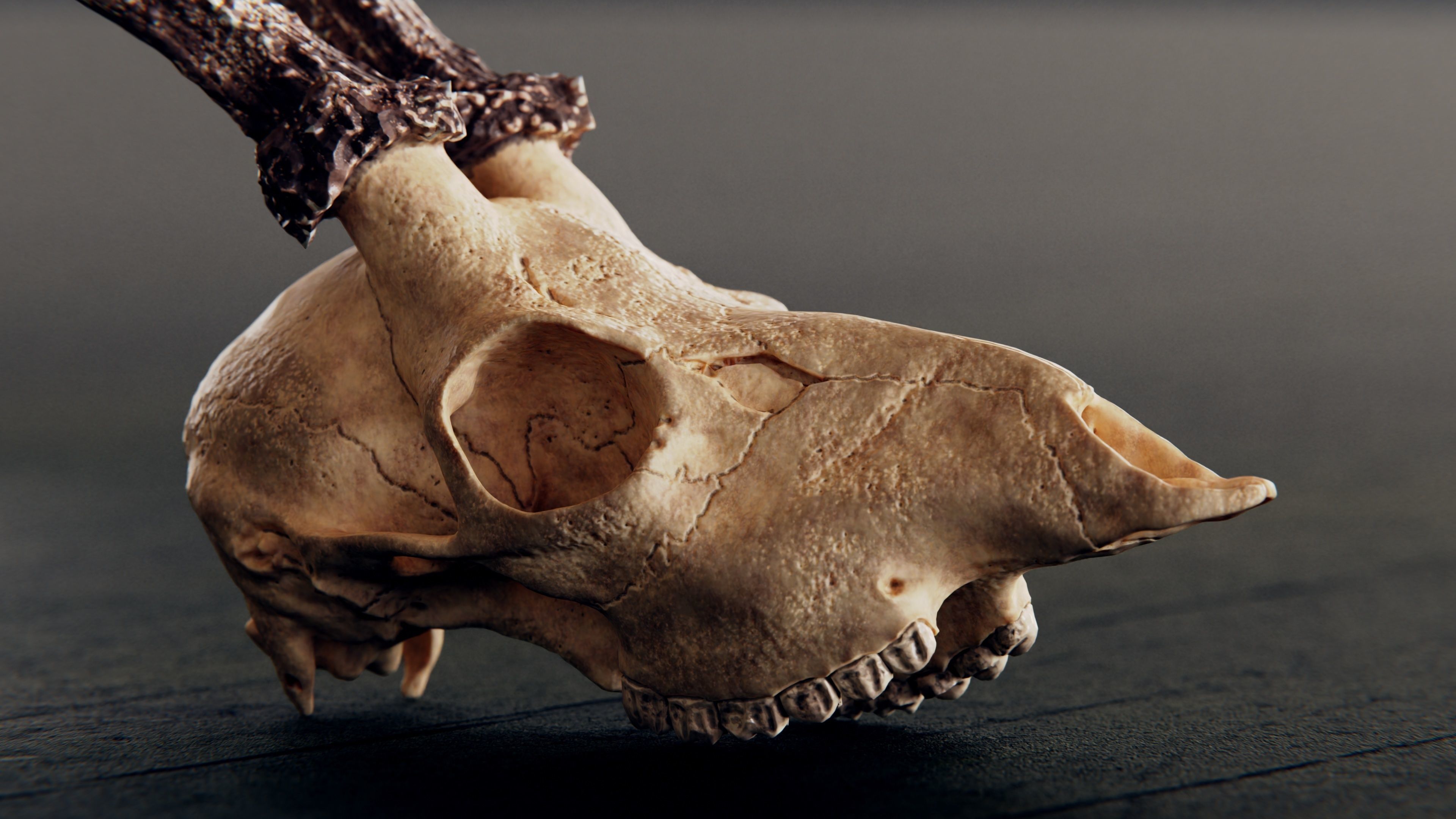 roe deer skull 3D model_1
