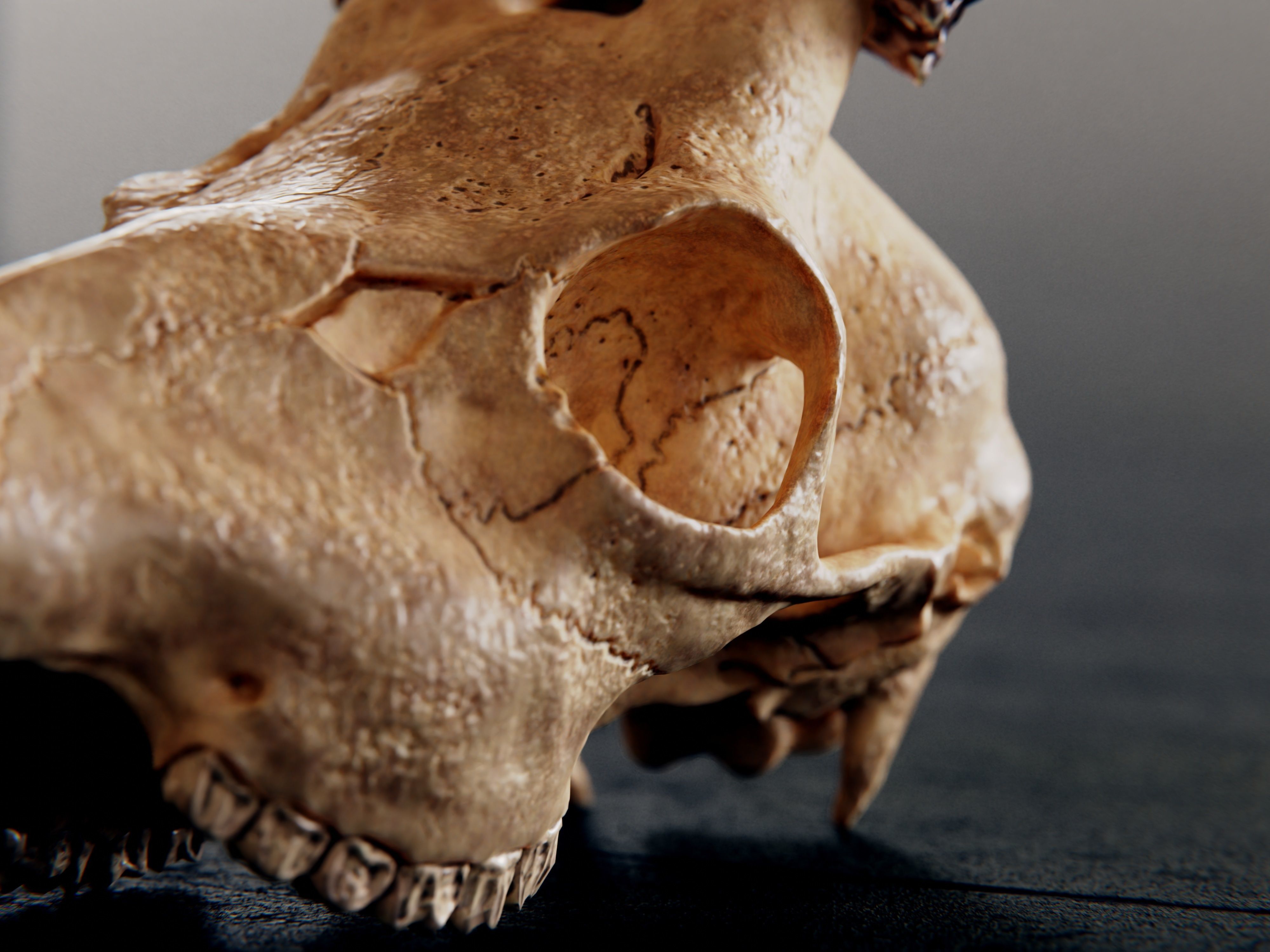 roe deer skull 3D model_4