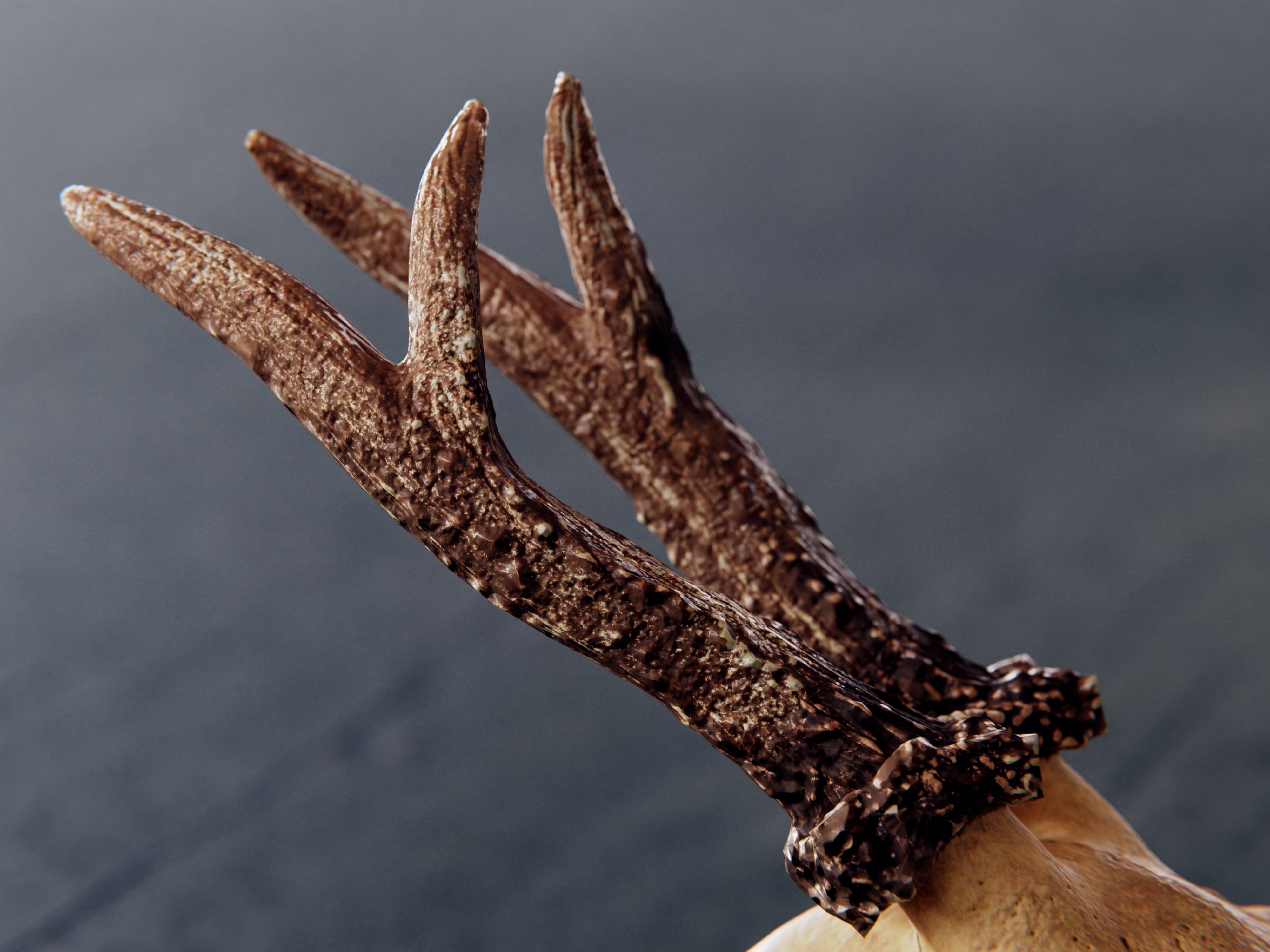 roe deer skull 3D model_6