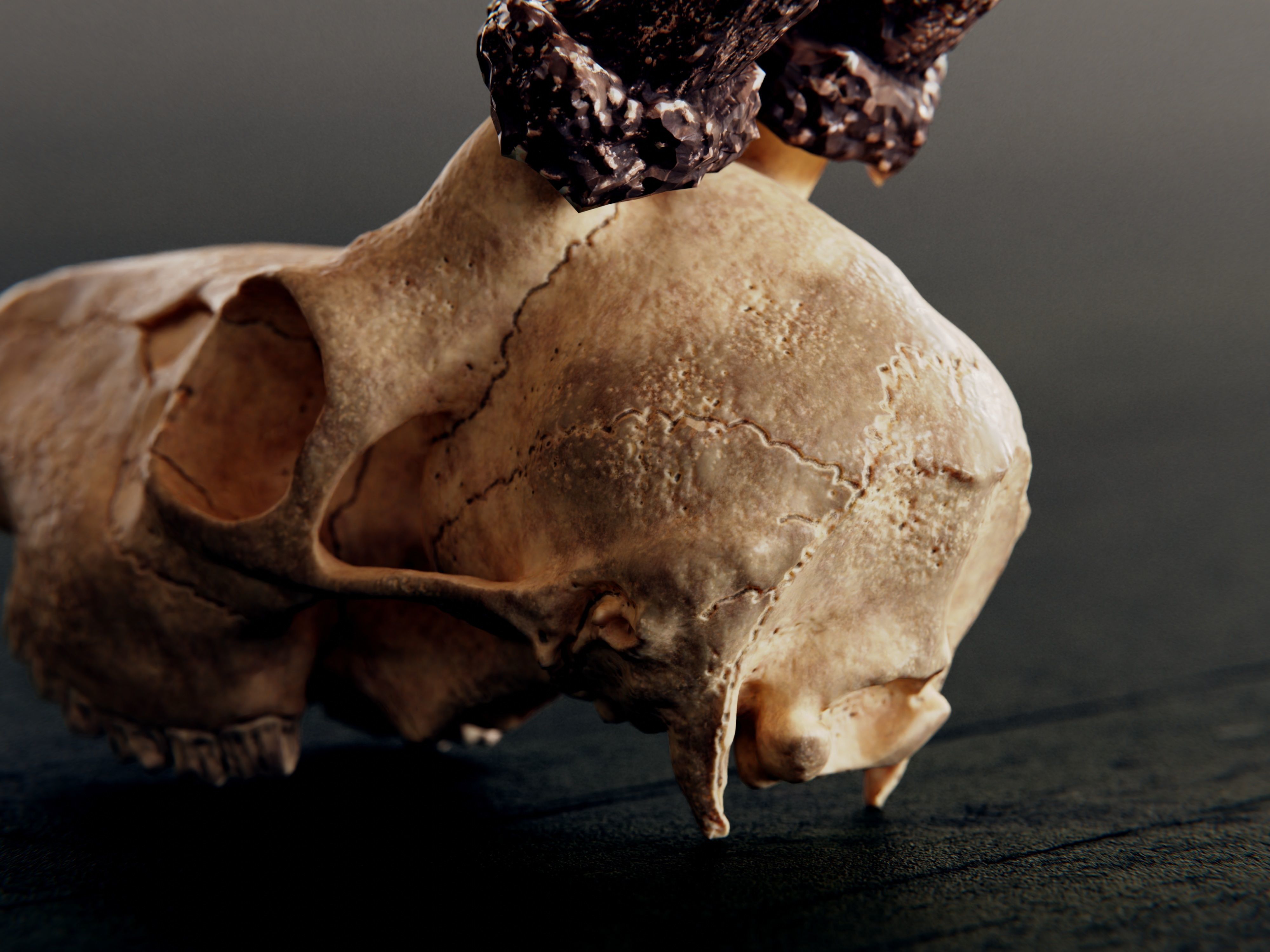 roe deer skull 3D model_3