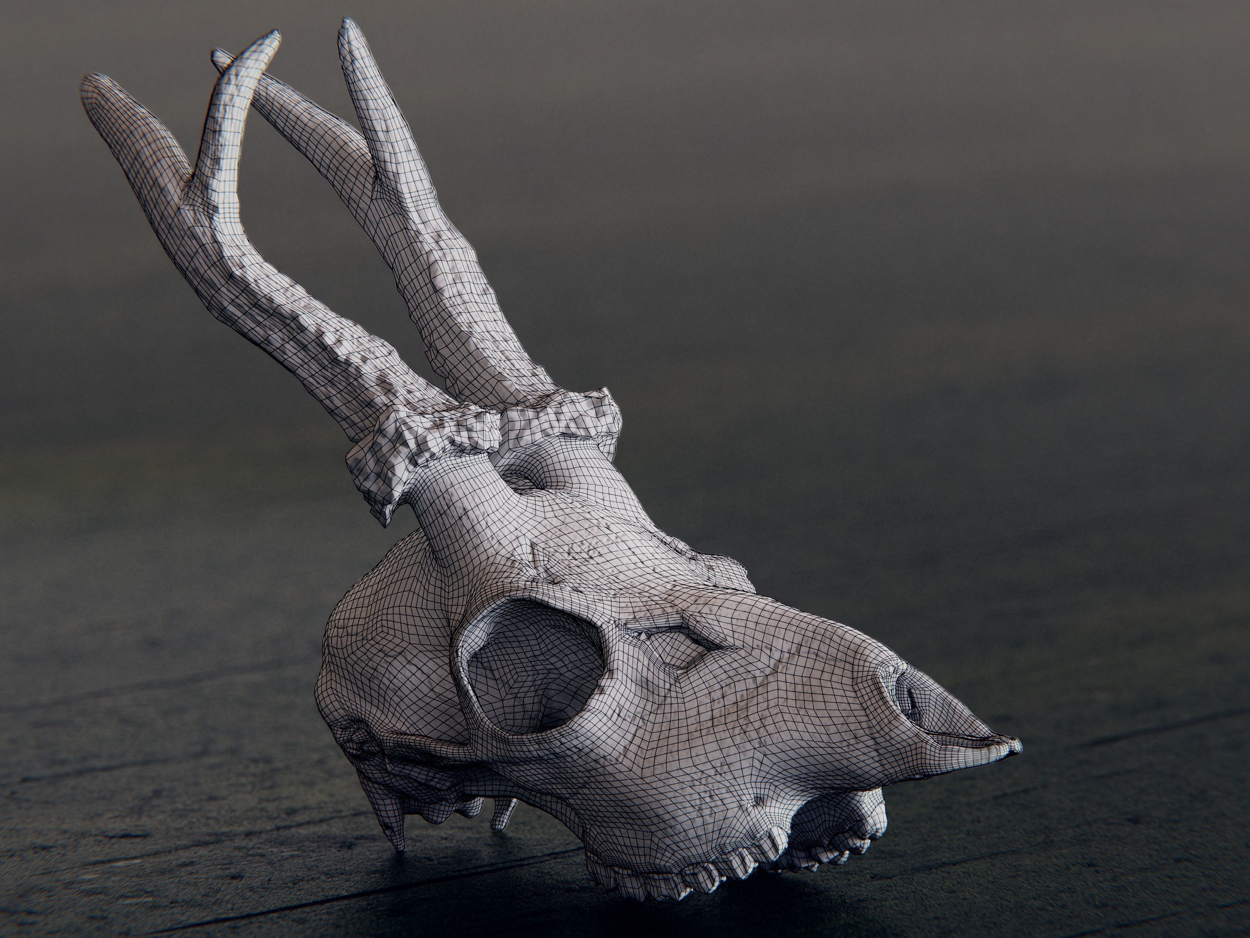 roe deer skull 3D model_2