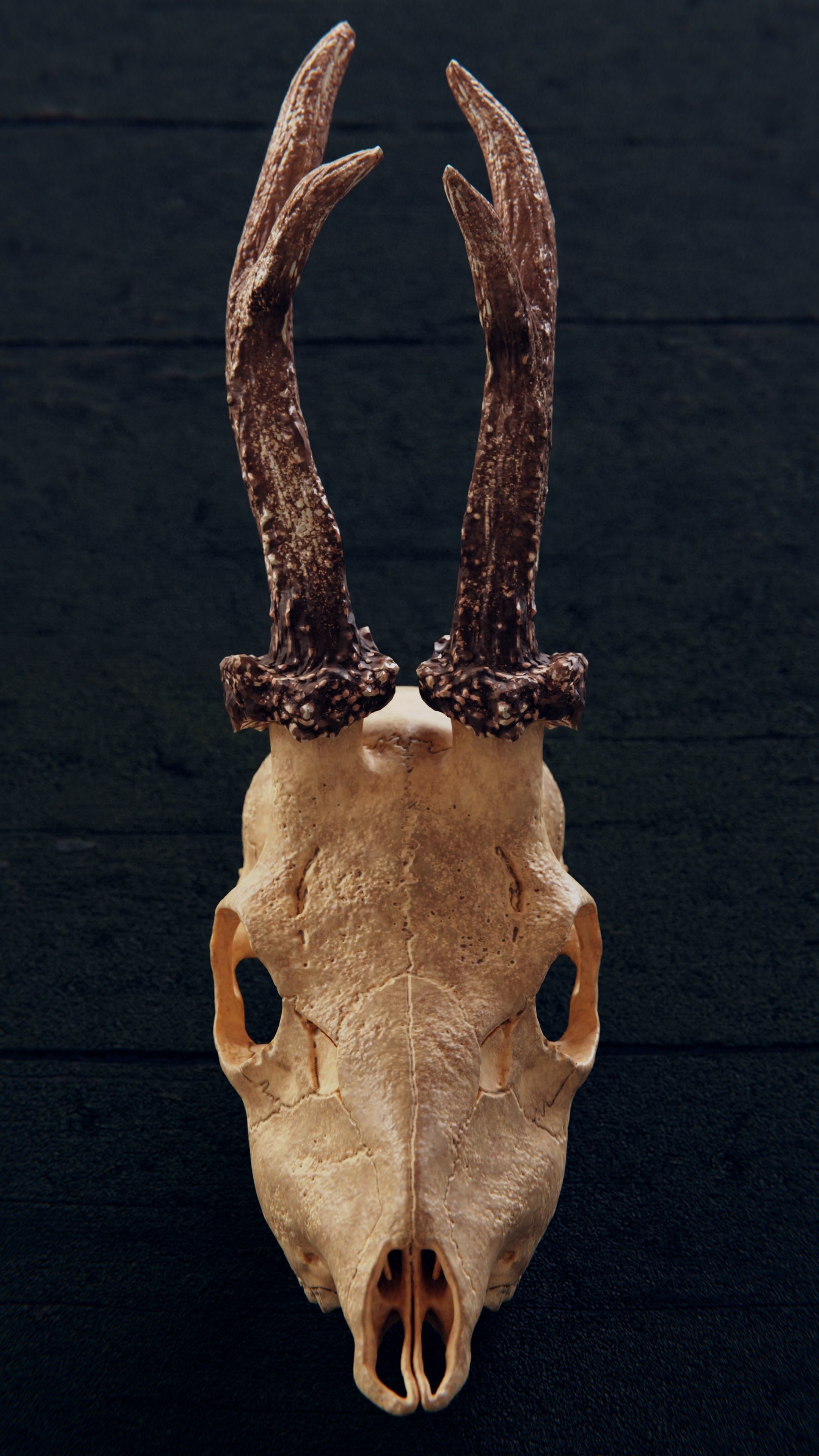 roe deer skull 3D model_5