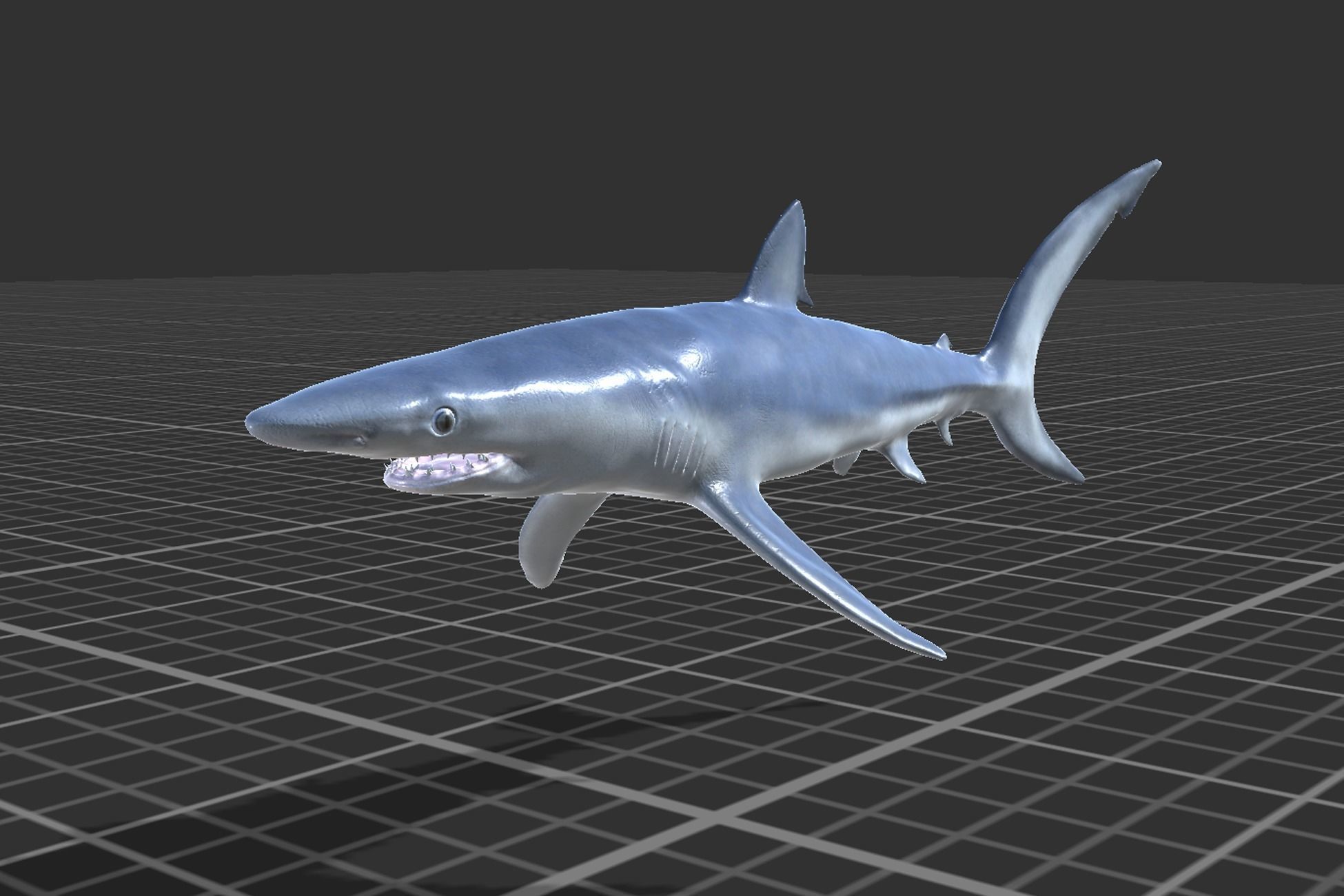 Blue shark Low-poly 3D model_4