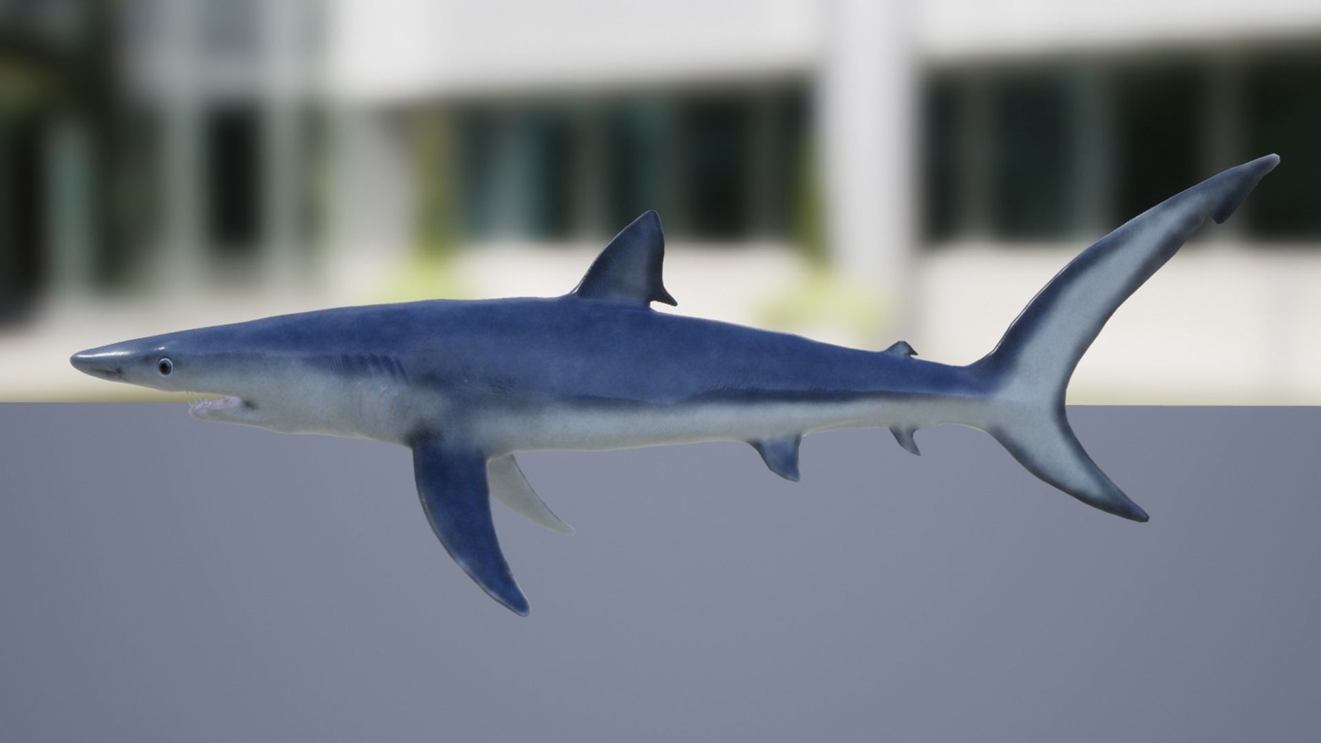 Blue shark Low-poly 3D model_9