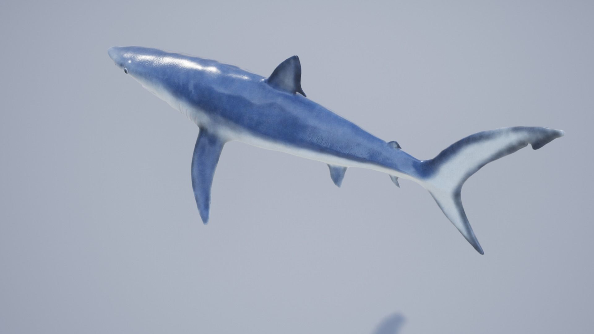 Blue shark Low-poly 3D model_11