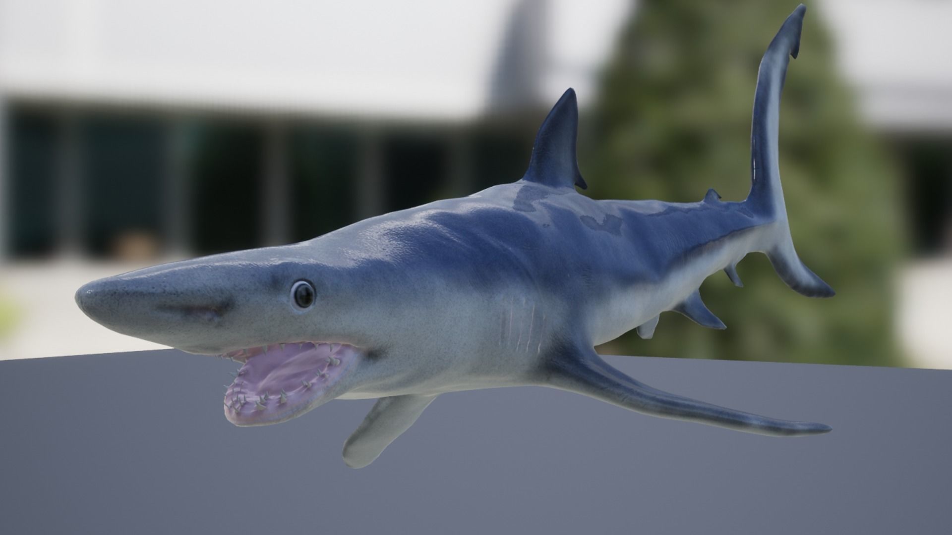 Blue shark Low-poly 3D model_12