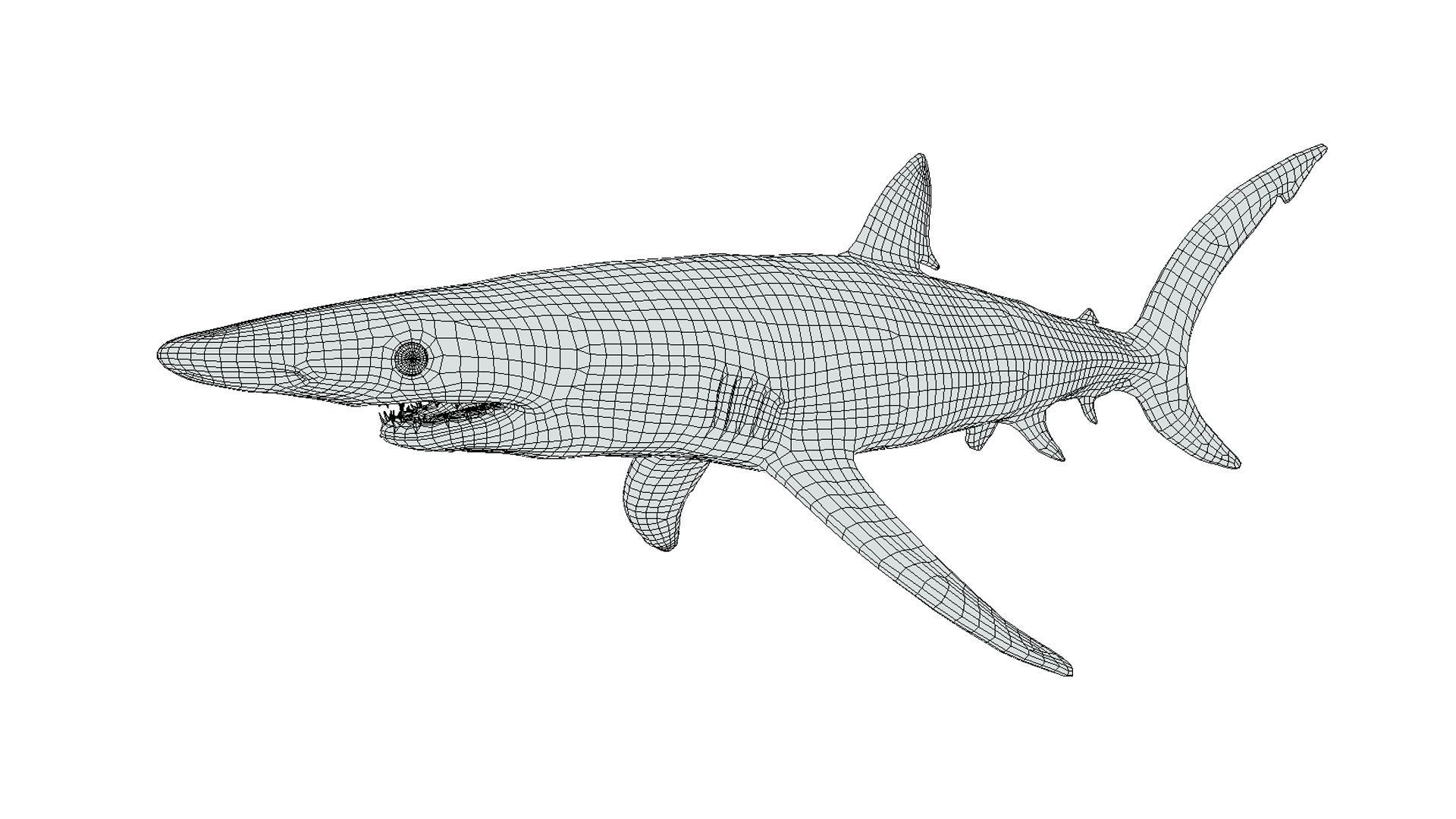 Blue shark Low-poly 3D model_2