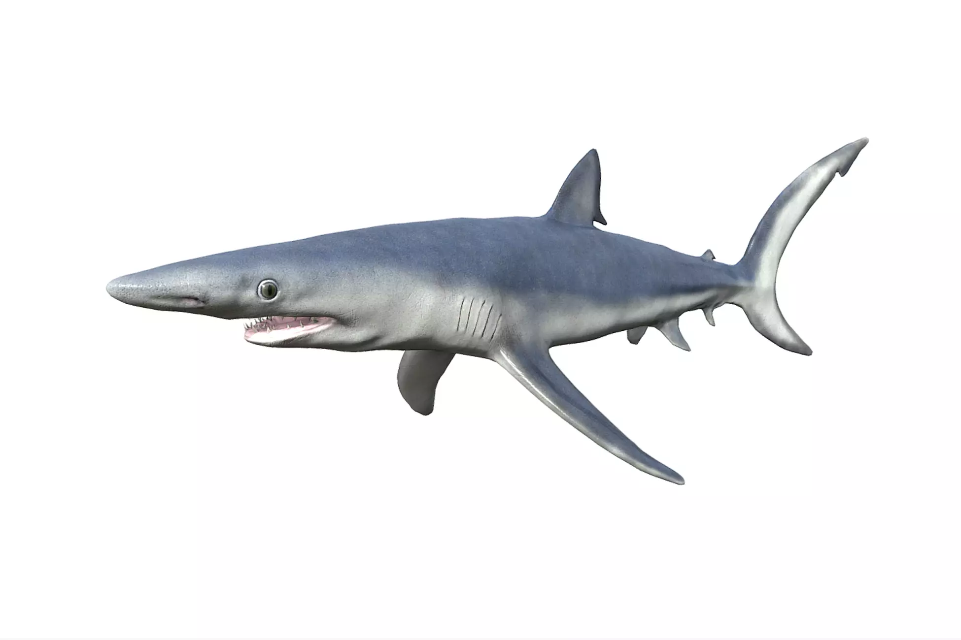 Blue shark Low-poly 3D model_0