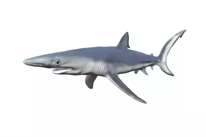 Blue shark Low-poly 3D model