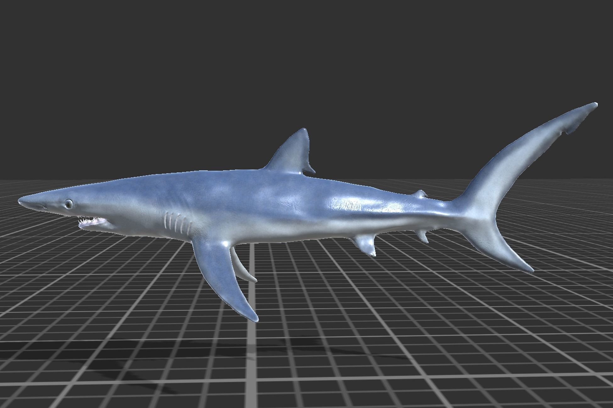 Blue shark Low-poly 3D model_3