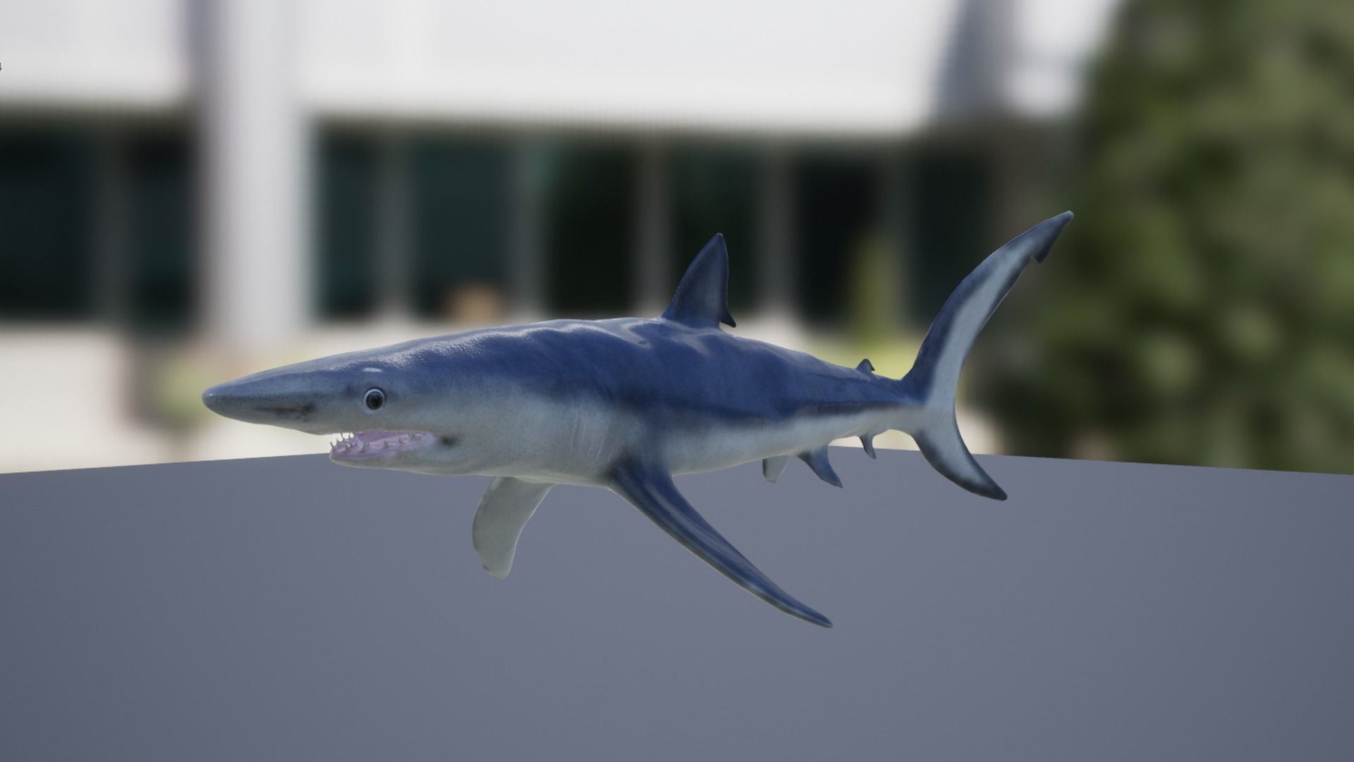 Blue shark Low-poly 3D model_10