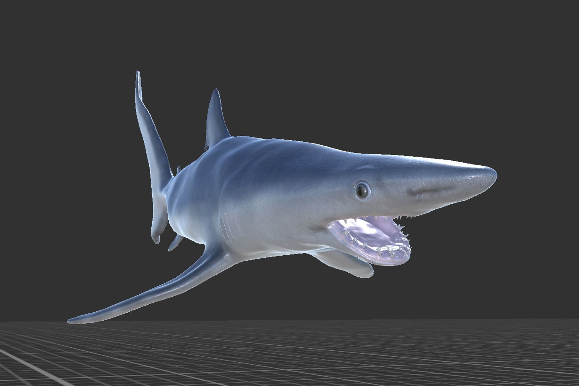 Blue shark Low-poly 3D model_7