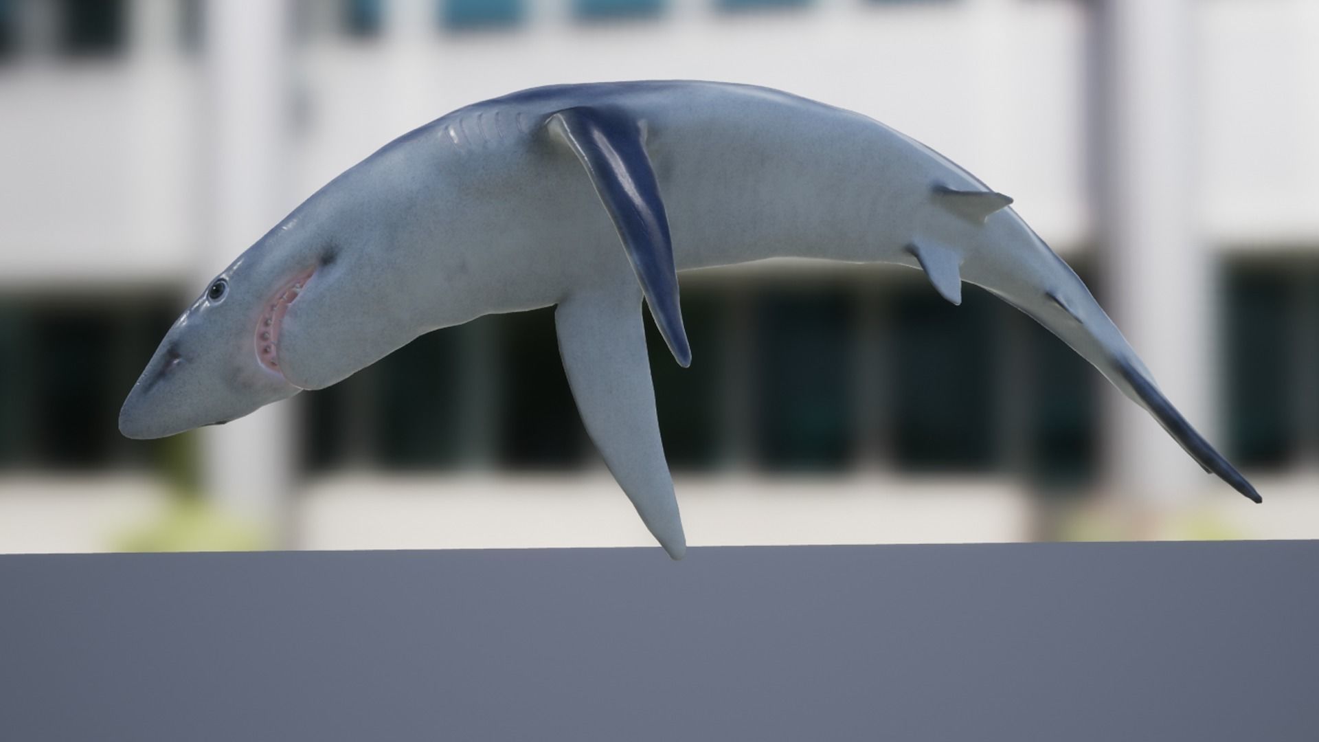 Blue shark Low-poly 3D model_13