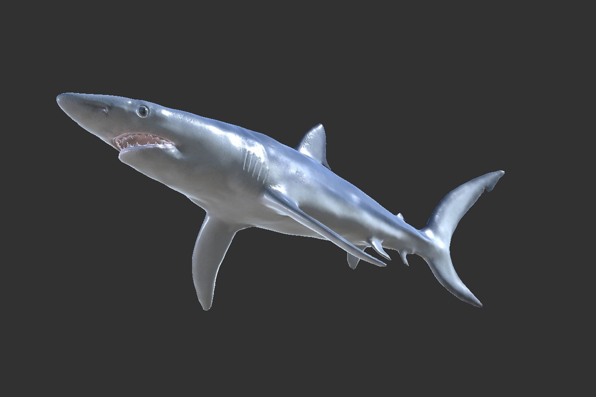 Blue shark Low-poly 3D model_6