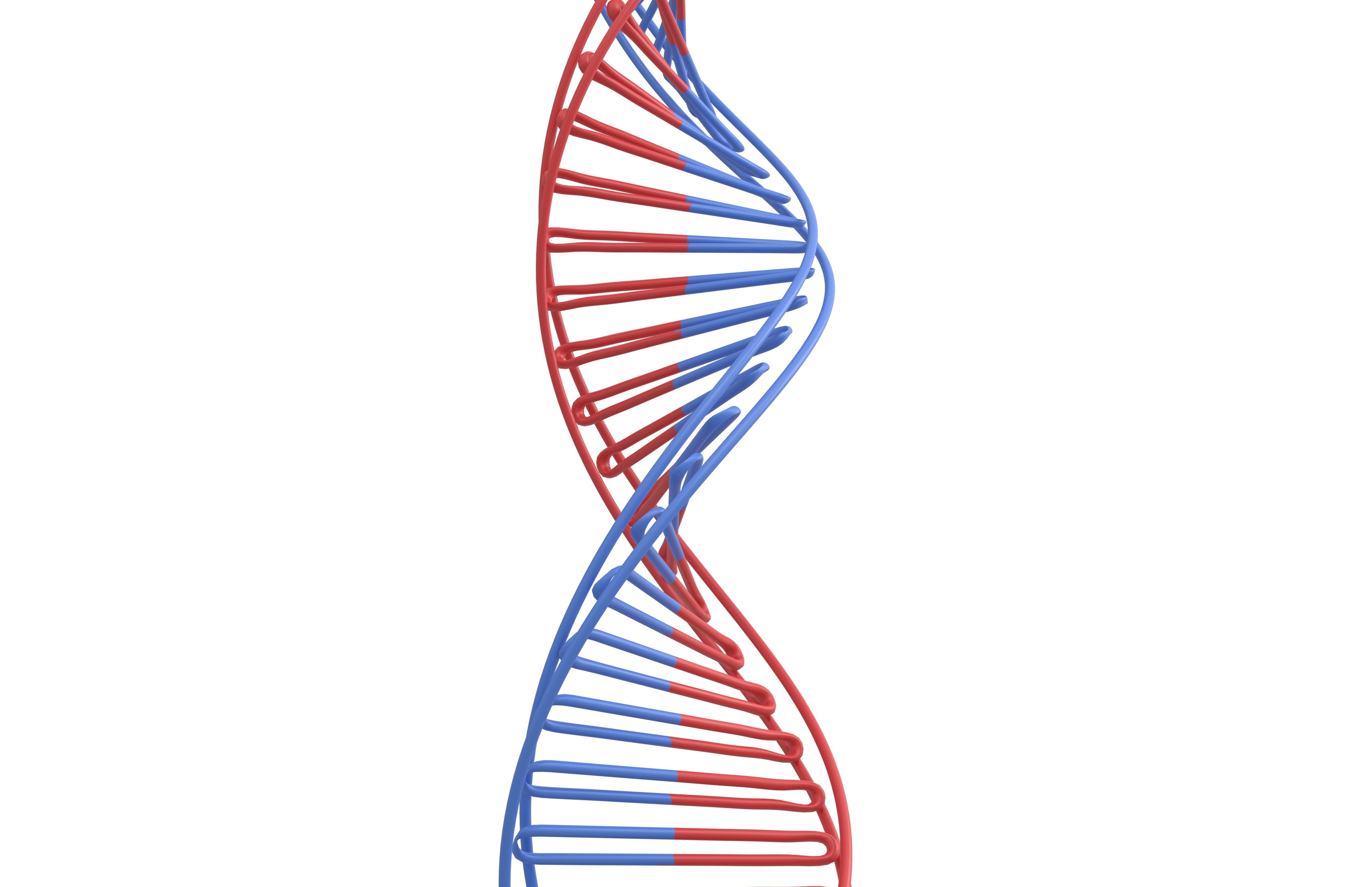 DNA Molecule v3 001 Low-poly 3D model_3