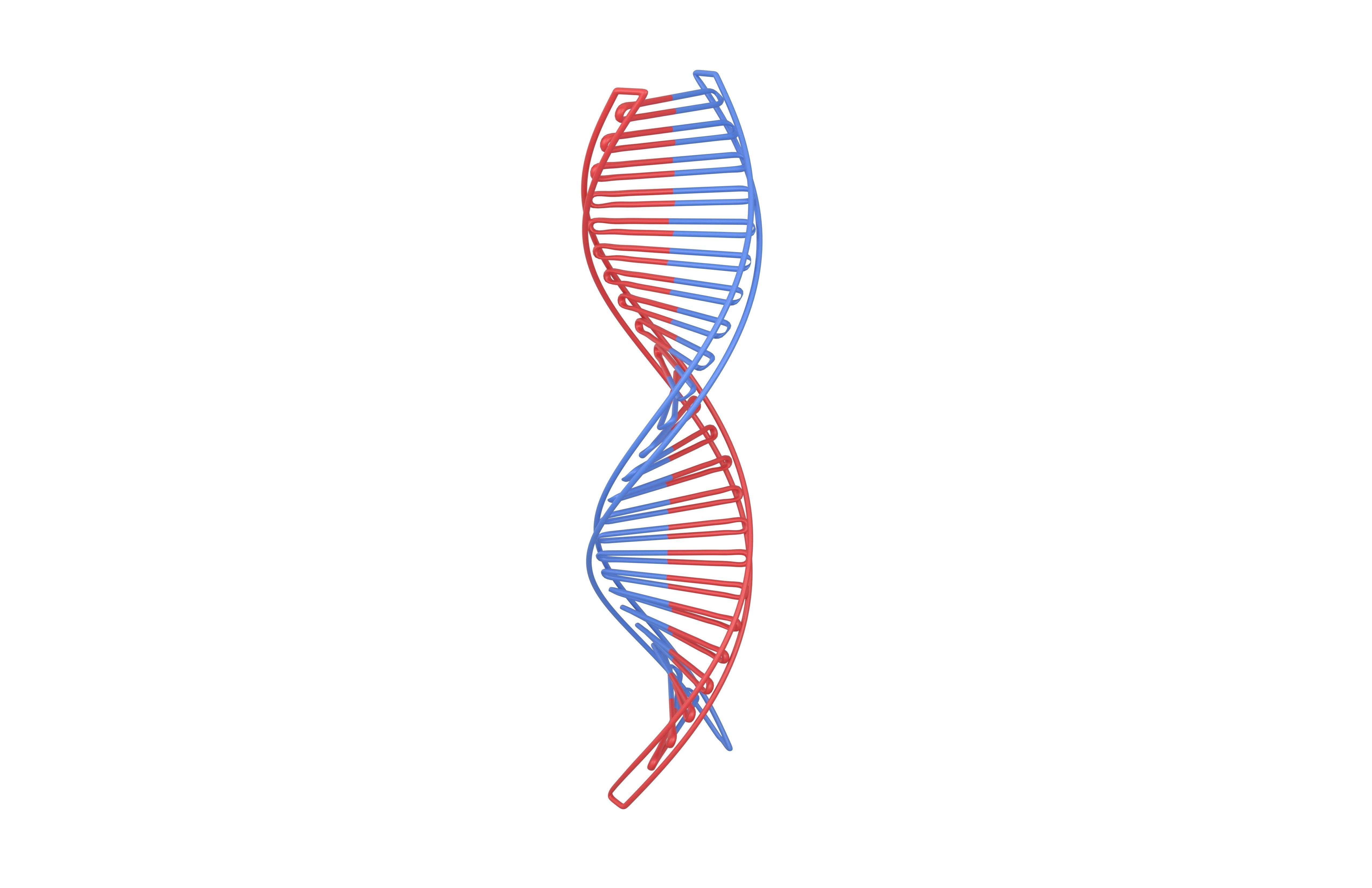 DNA Molecule v3 001 Low-poly 3D model_2
