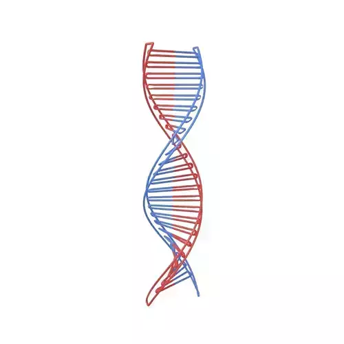 DNA Molecule v3 001 Low-poly 3D model