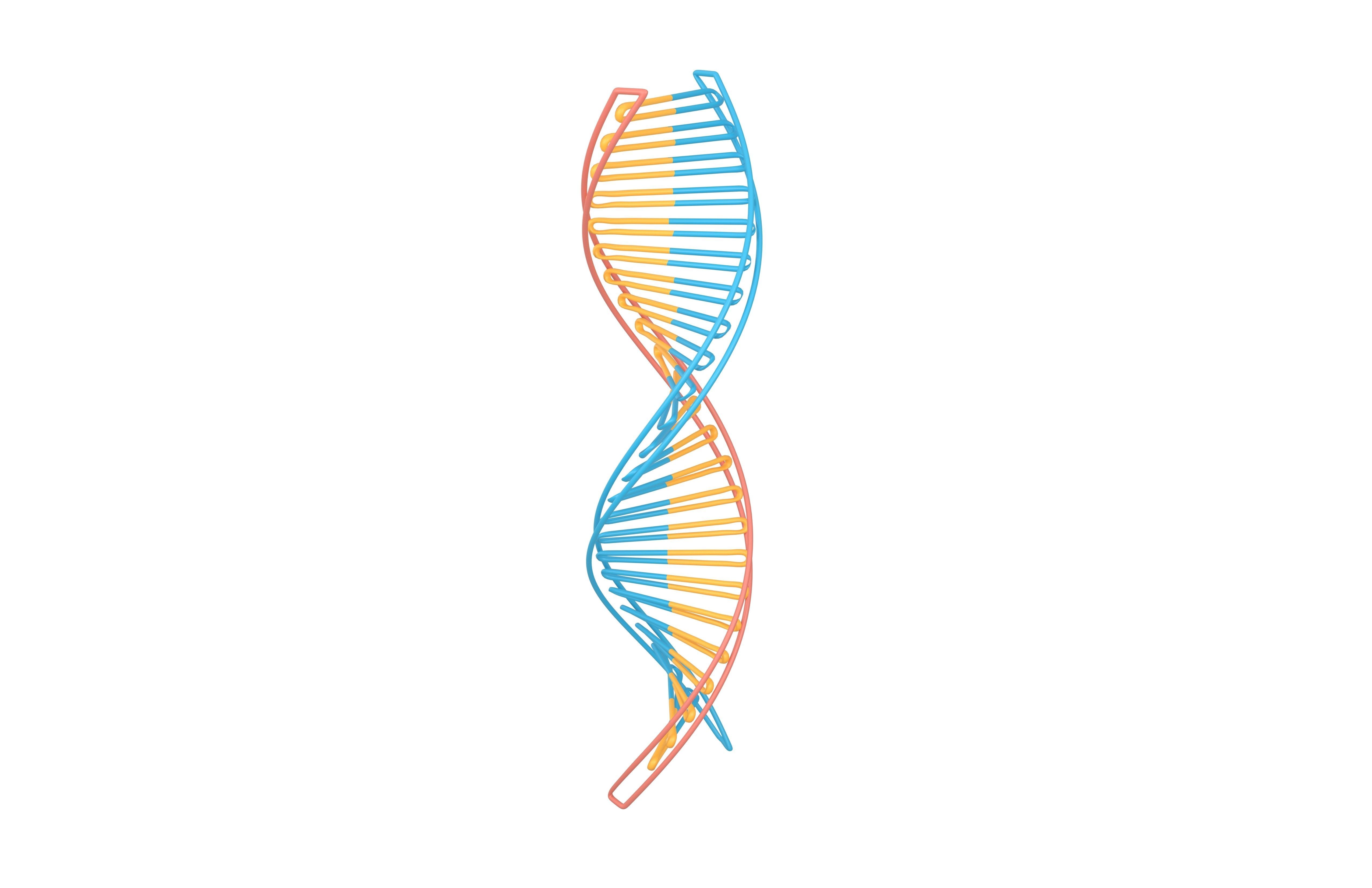 DNA Molecule v3 002 Low-poly 3D model_2