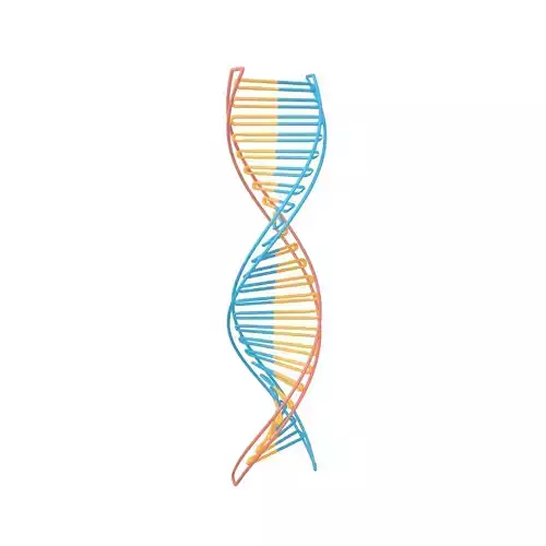 DNA Molecule v3 002 Low-poly 3D model