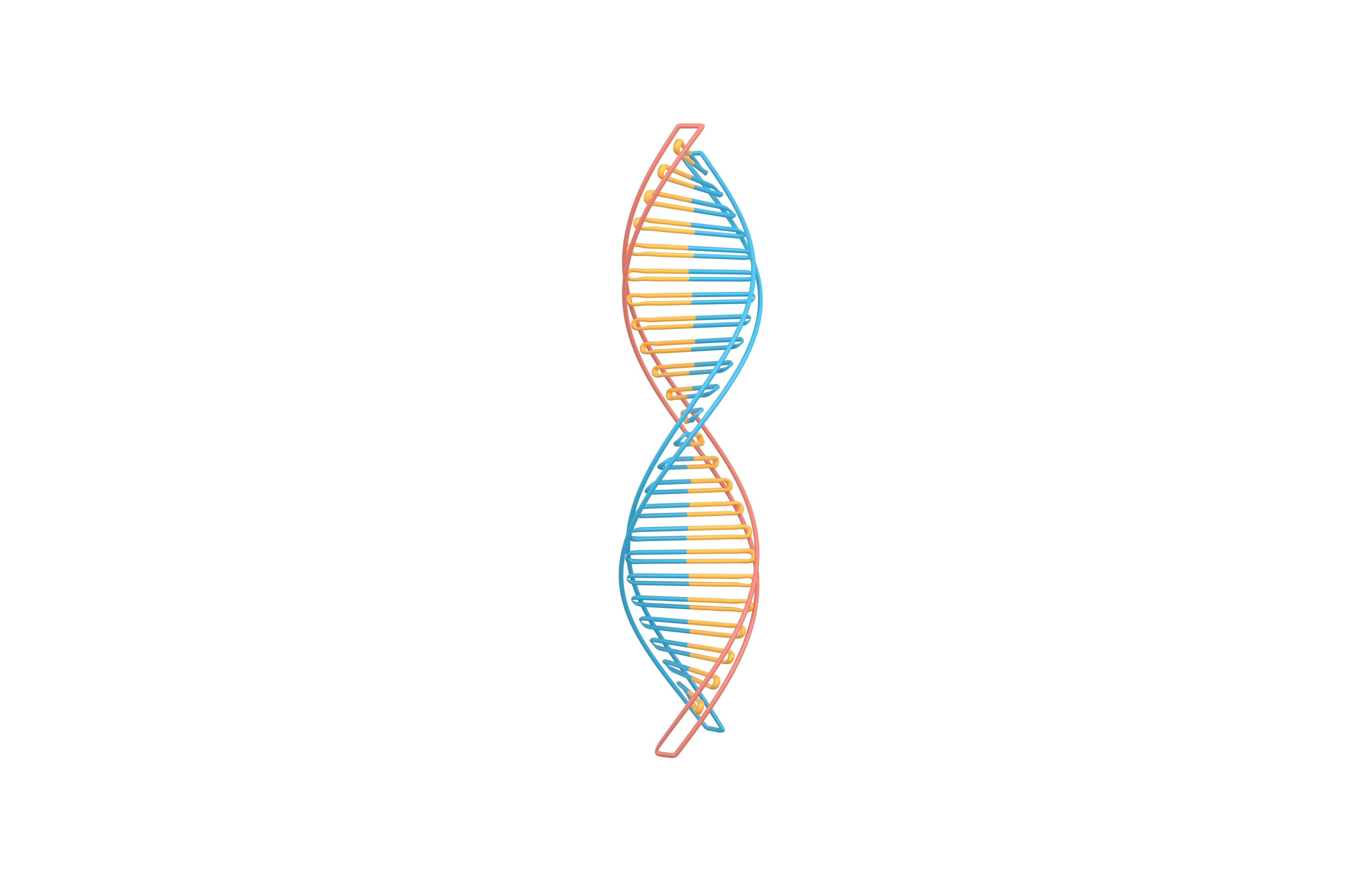 DNA Molecule v3 002 Low-poly 3D model_1