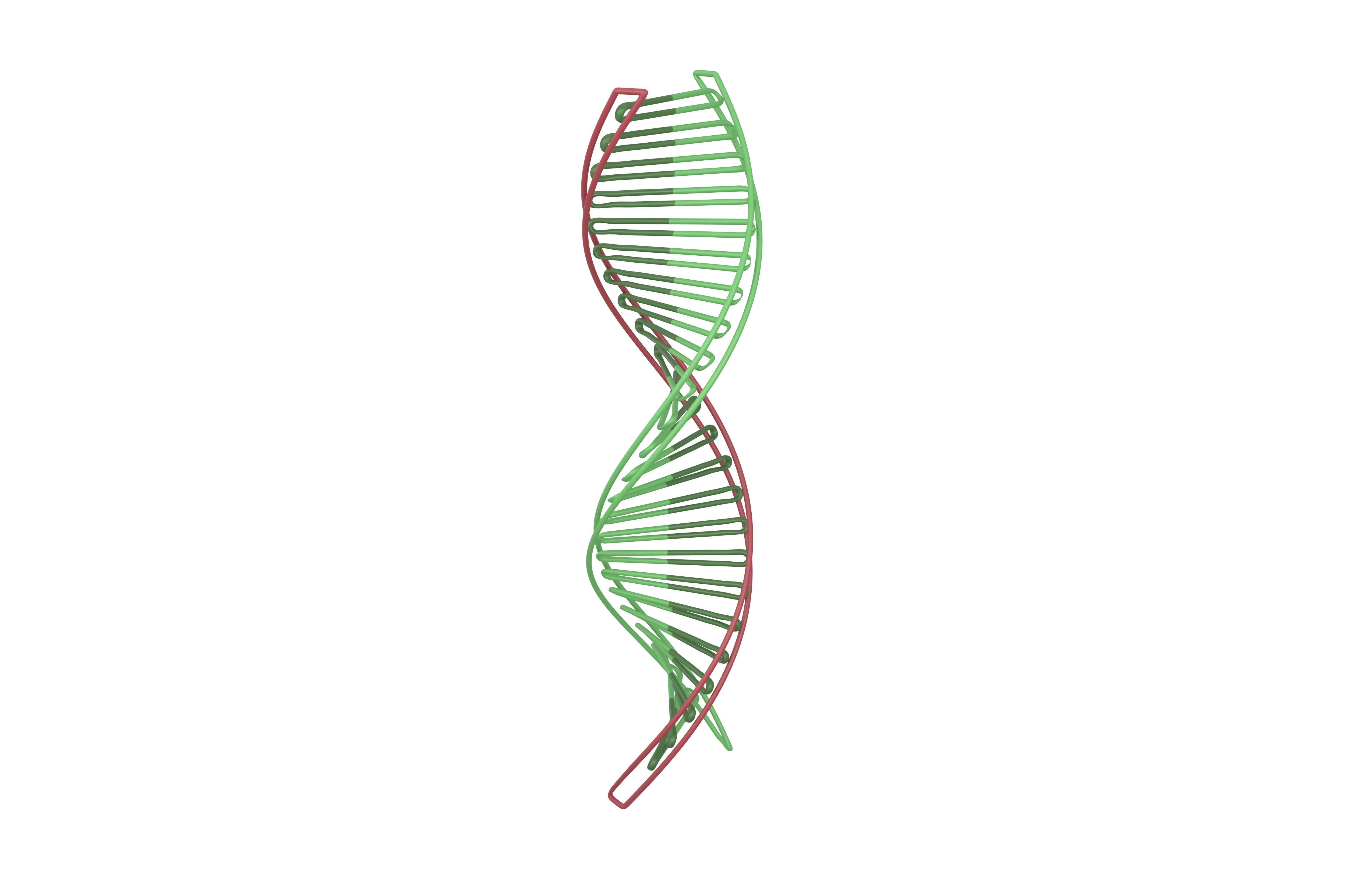 DNA Molecule v3 003 Low-poly 3D model_3