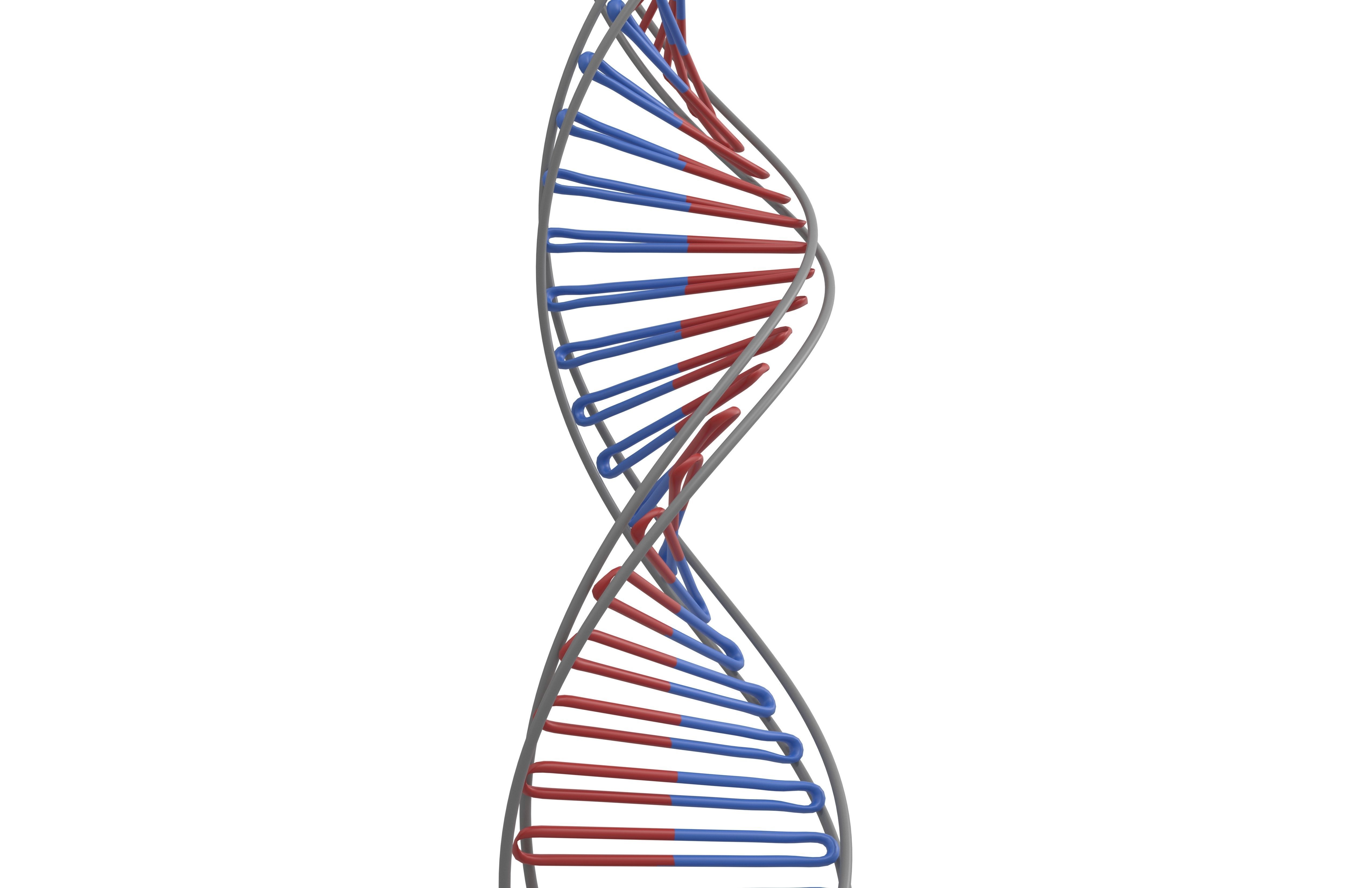 DNA Molecule v3 004 Low-poly 3D model_1