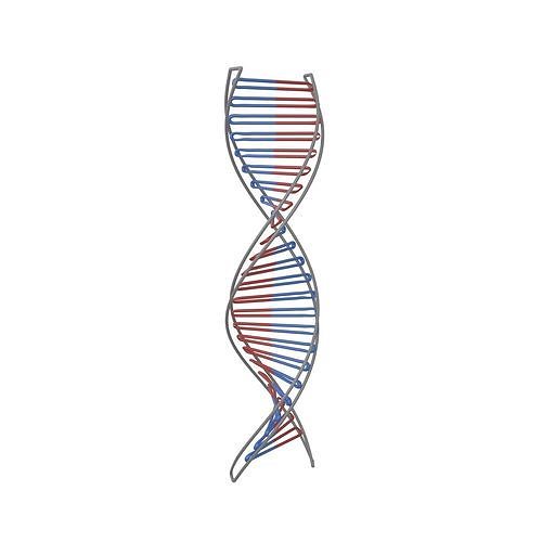 DNA Molecule v3 004 Low-poly 3D model