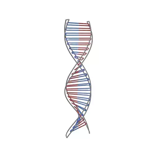 DNA Molecule v3 004 Low-poly 3D model