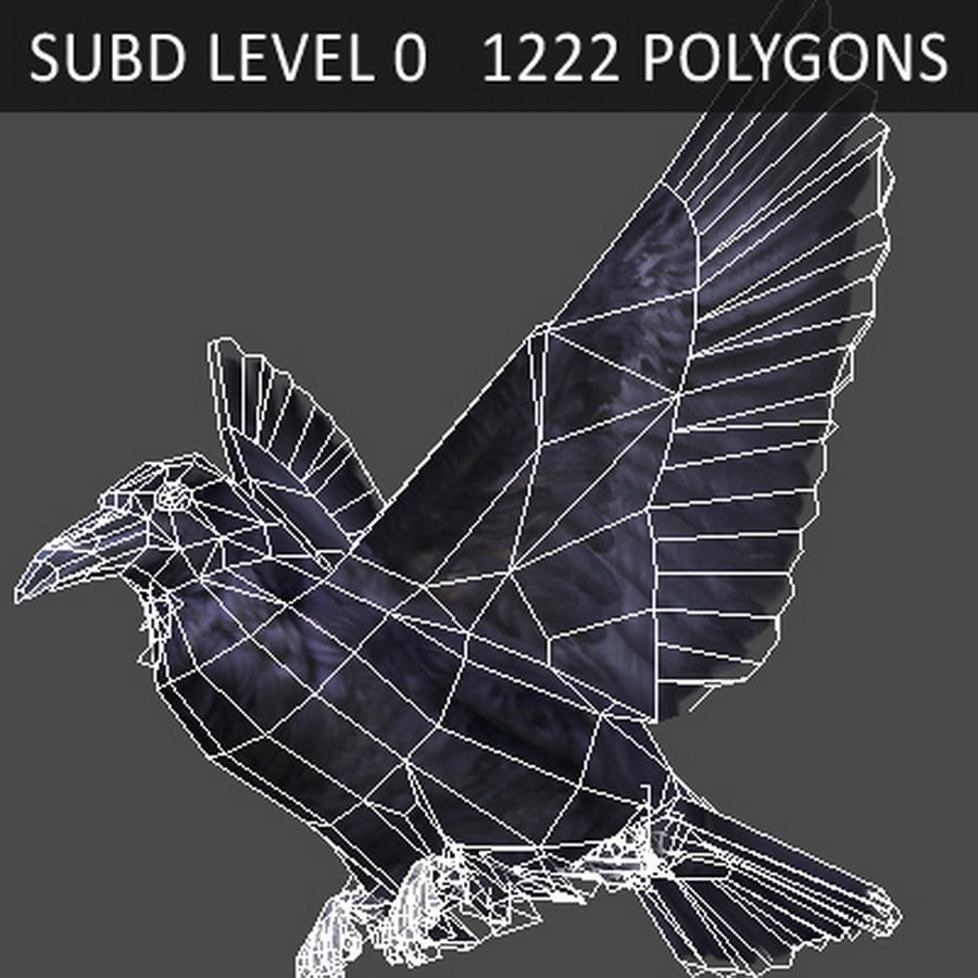 Animated Crow 3D model_7
