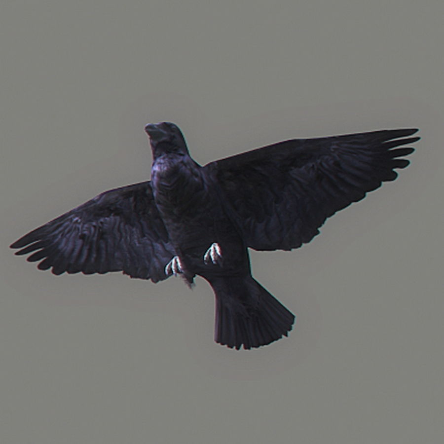 Animated Crow 3D model_1