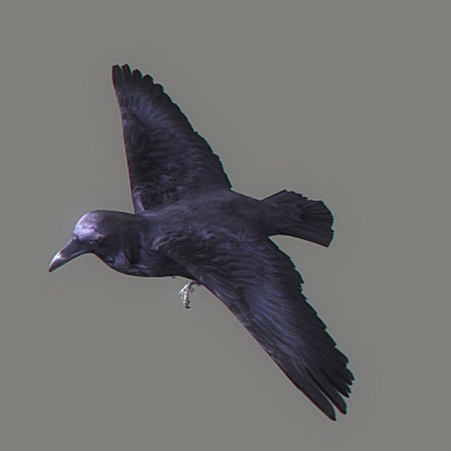 Animated Crow 3D model_3