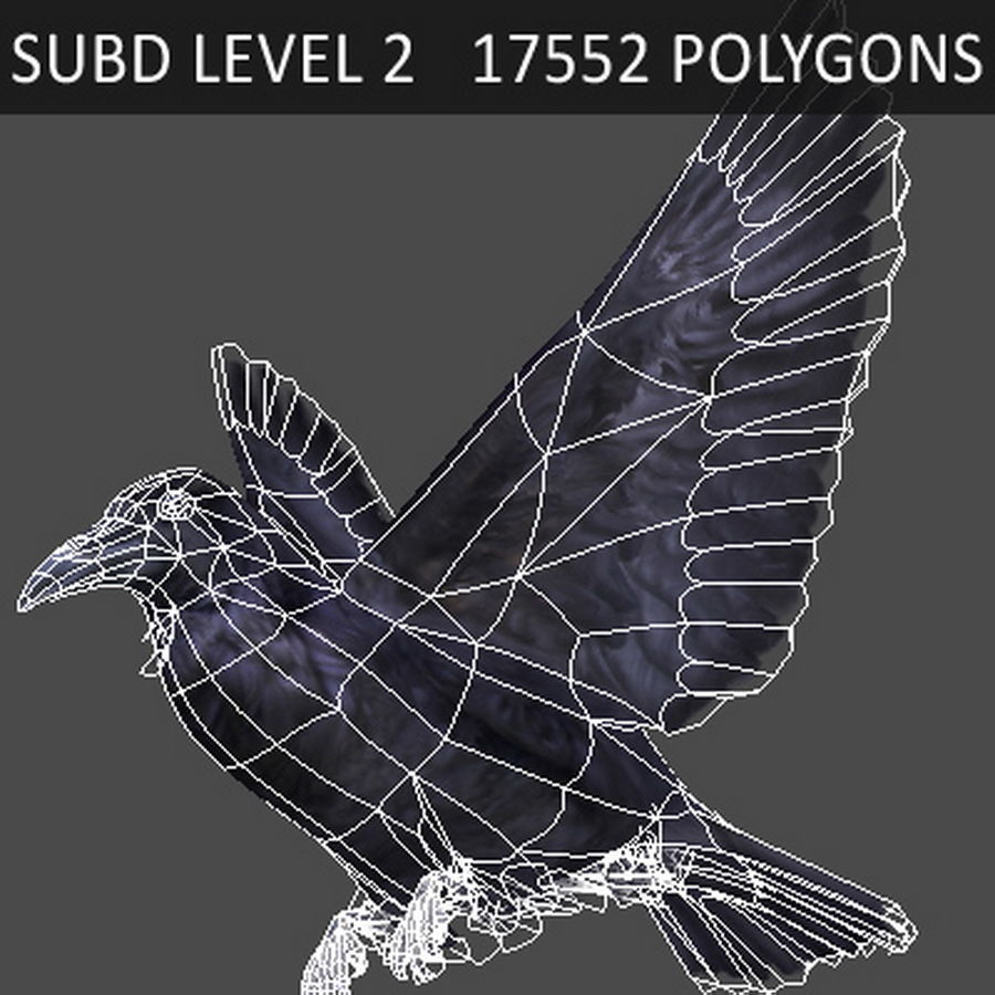 Animated Crow 3D model_8
