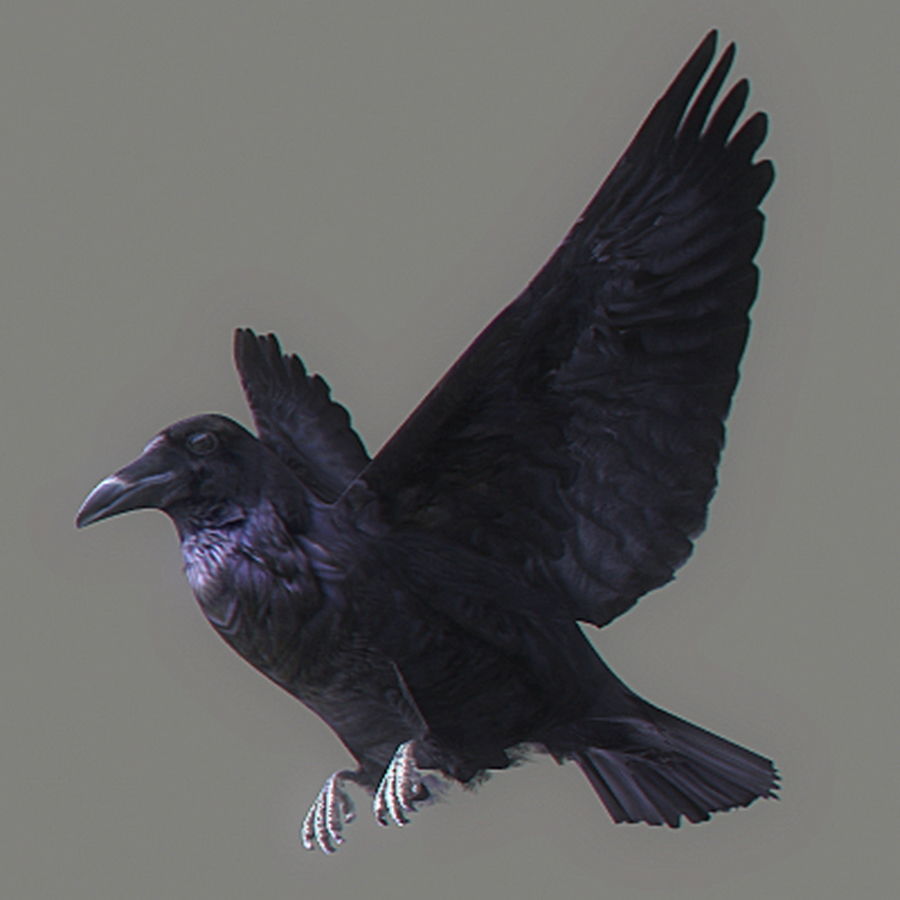 Animated Crow 3D model_2