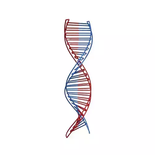 DNA Molecule v3 005 Low-poly 3D model