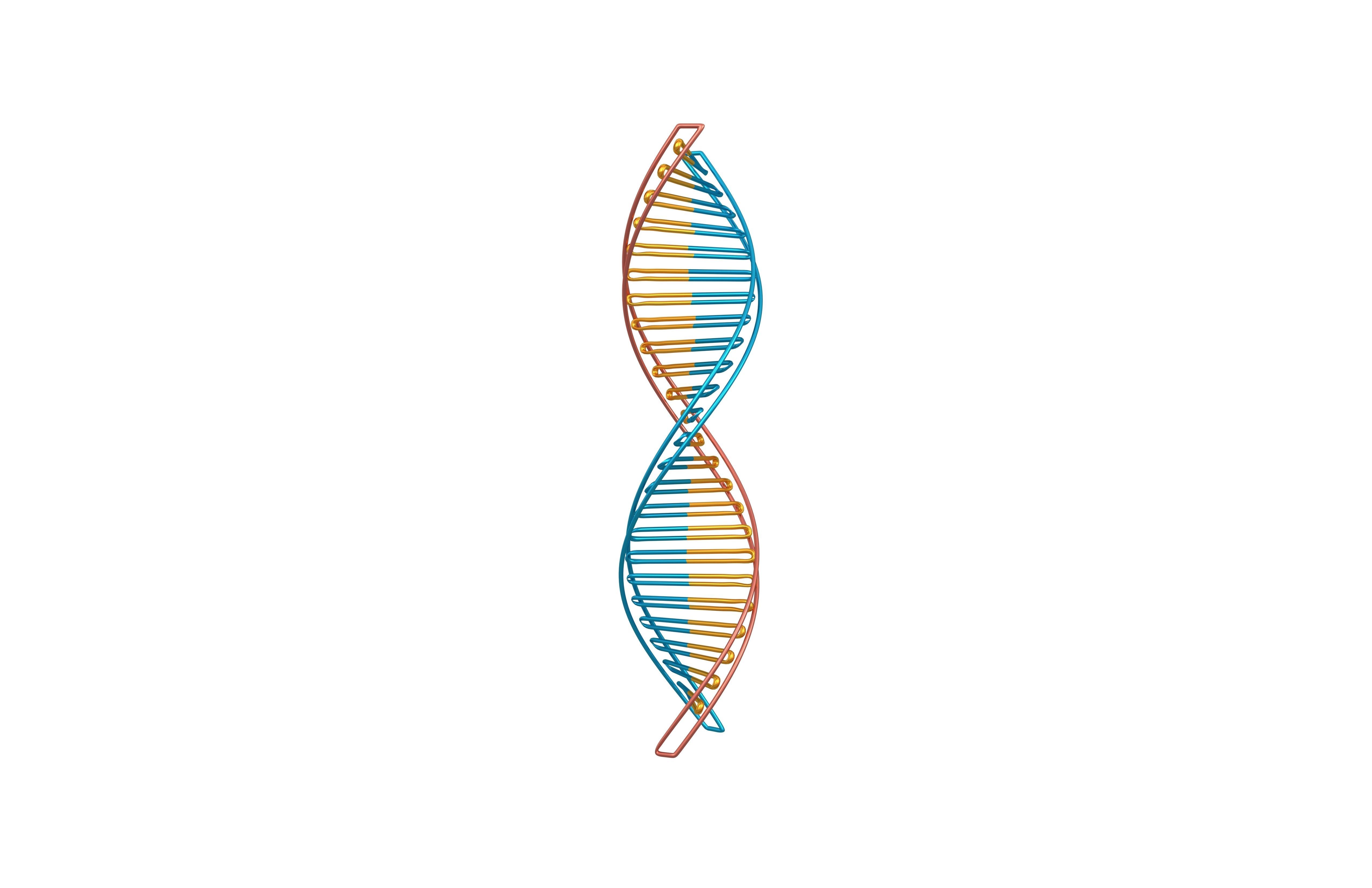 DNA Molecule v3 006 Low-poly 3D model_1