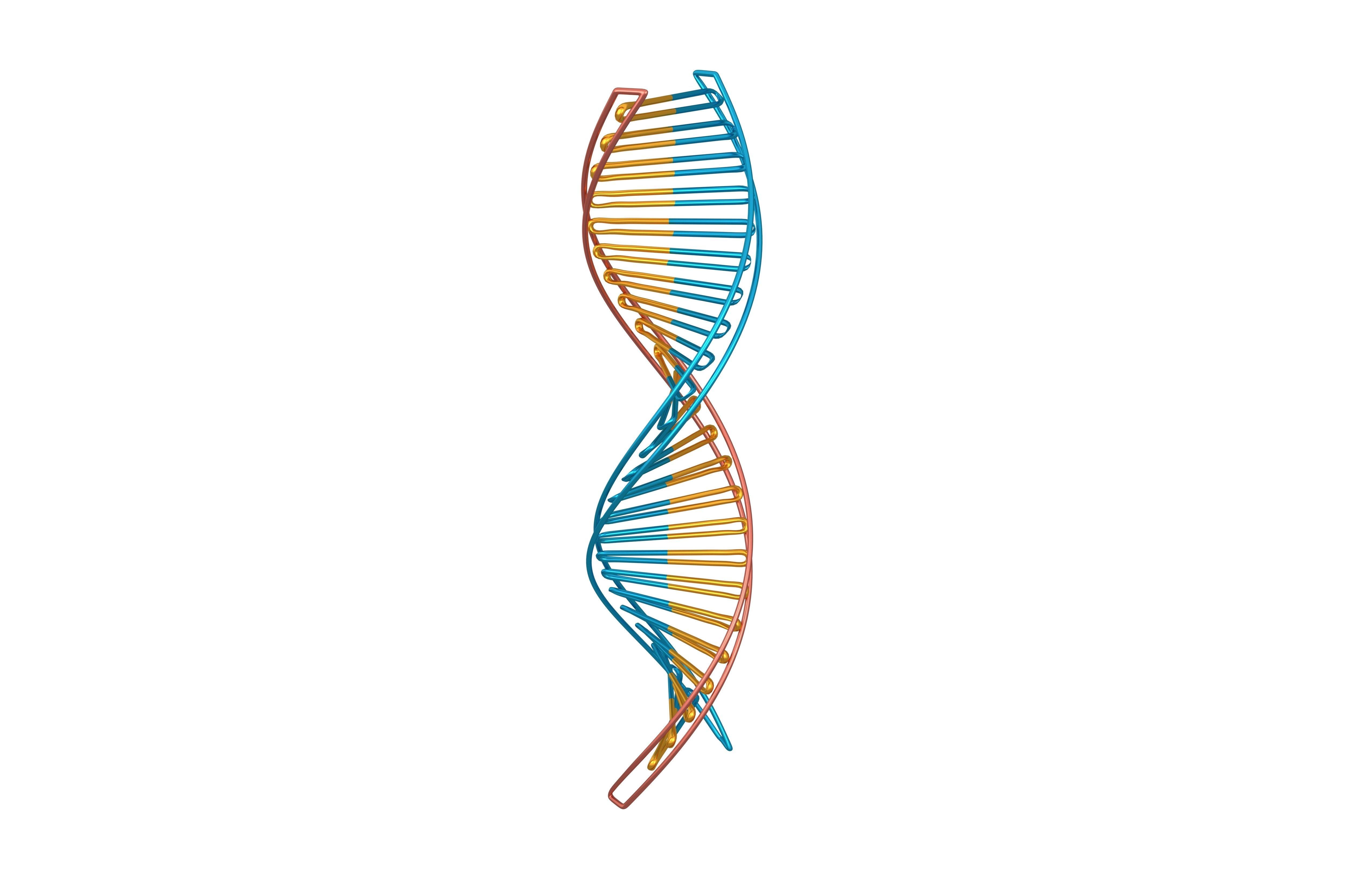 DNA Molecule v3 006 Low-poly 3D model_3