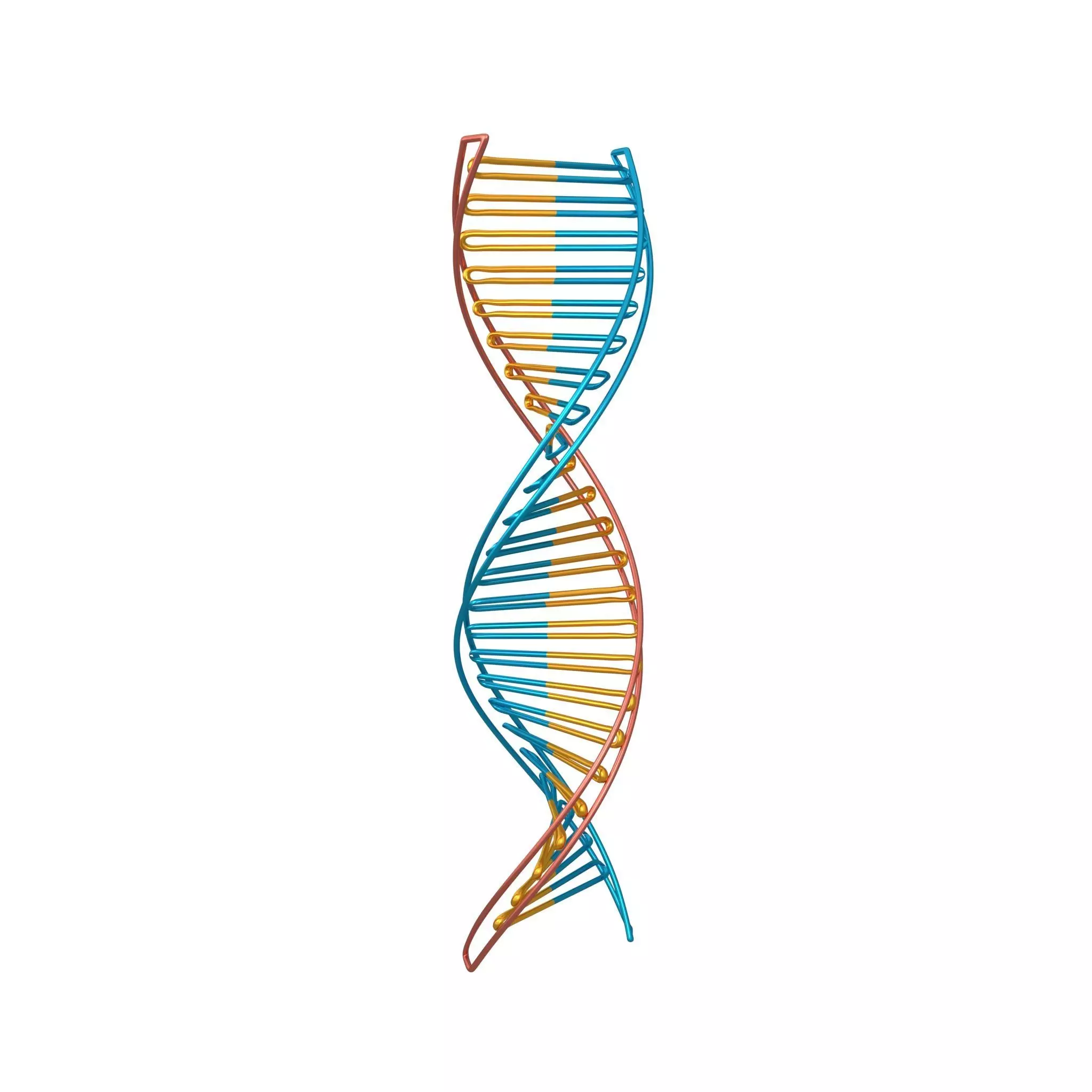 DNA Molecule v3 006 Low-poly 3D model_0