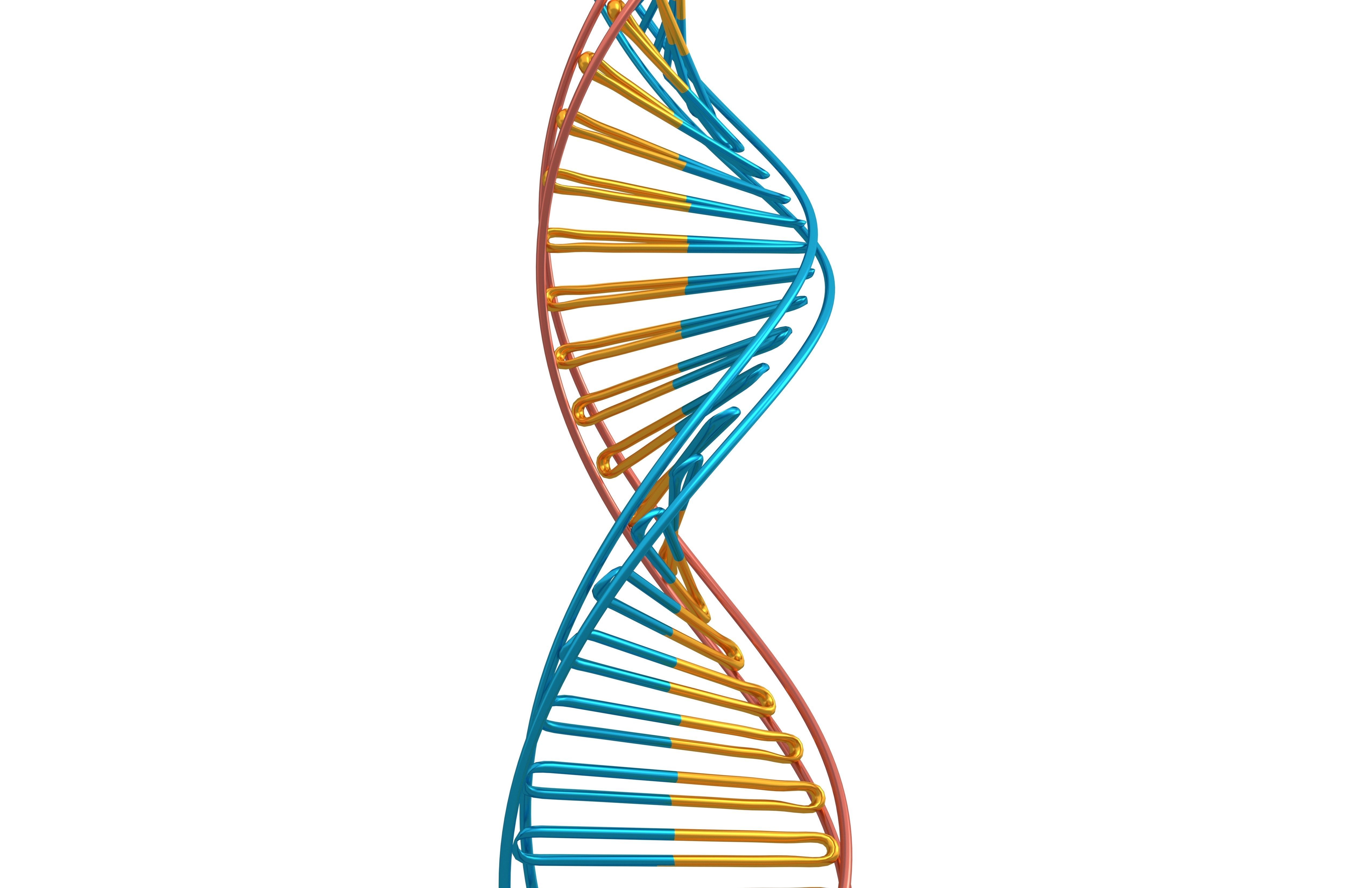 DNA Molecule v3 006 Low-poly 3D model_2