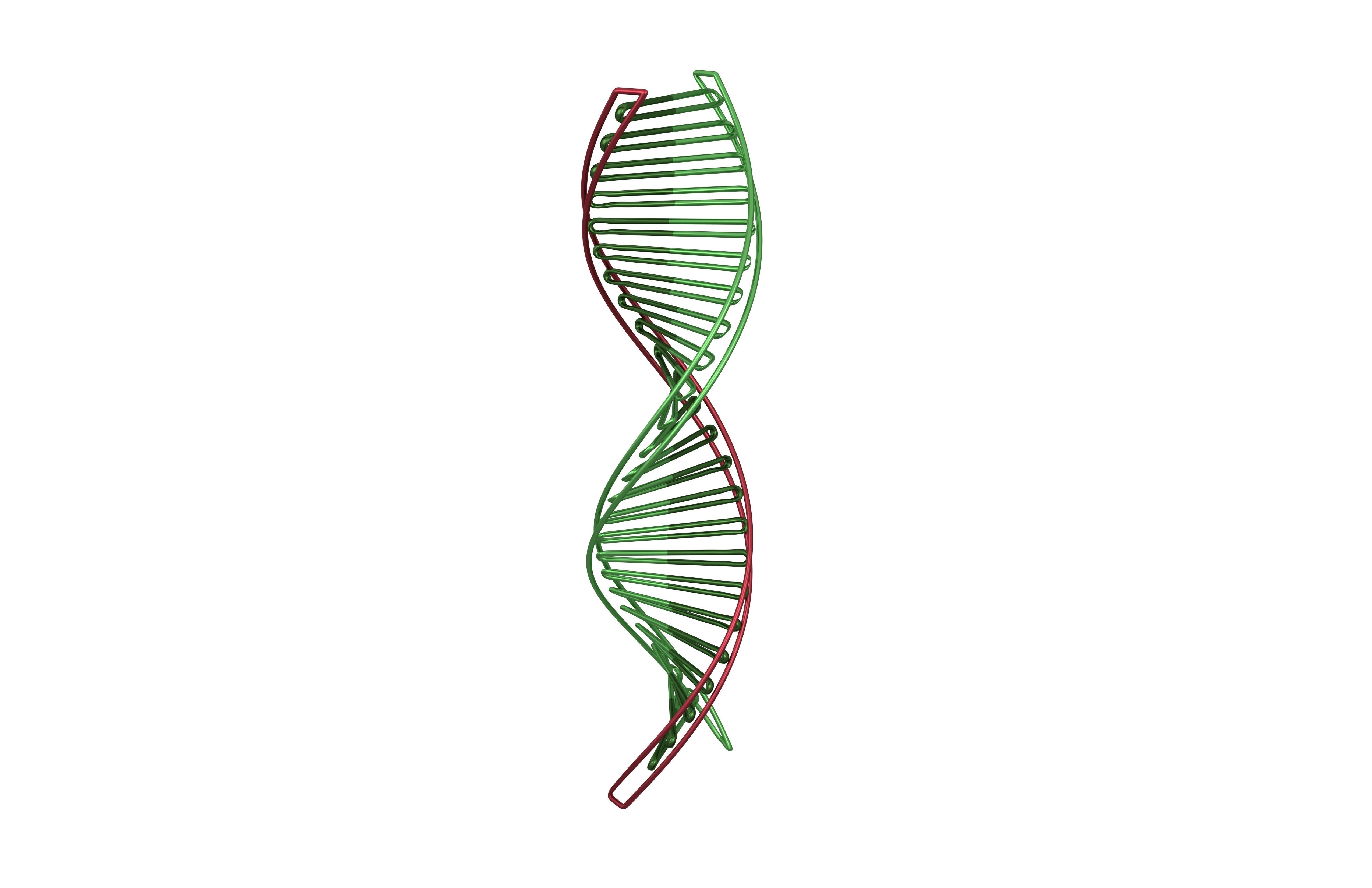 DNA Molecule v3 007 Low-poly 3D model_2