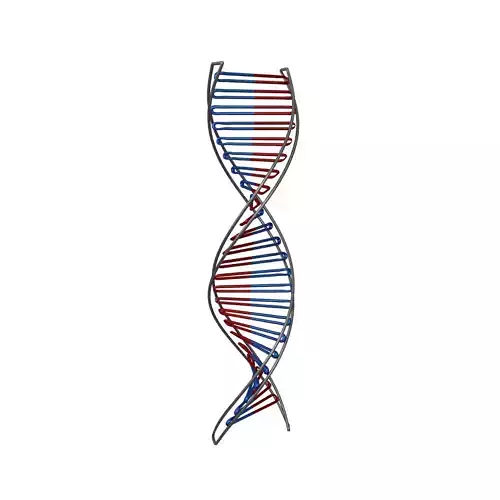 DNA Molecule v3 008 Low-poly 3D model
