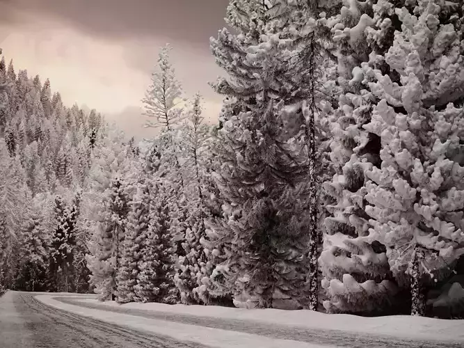 HeliosVegetation vol9 - Winter Norway Spruce  3D model