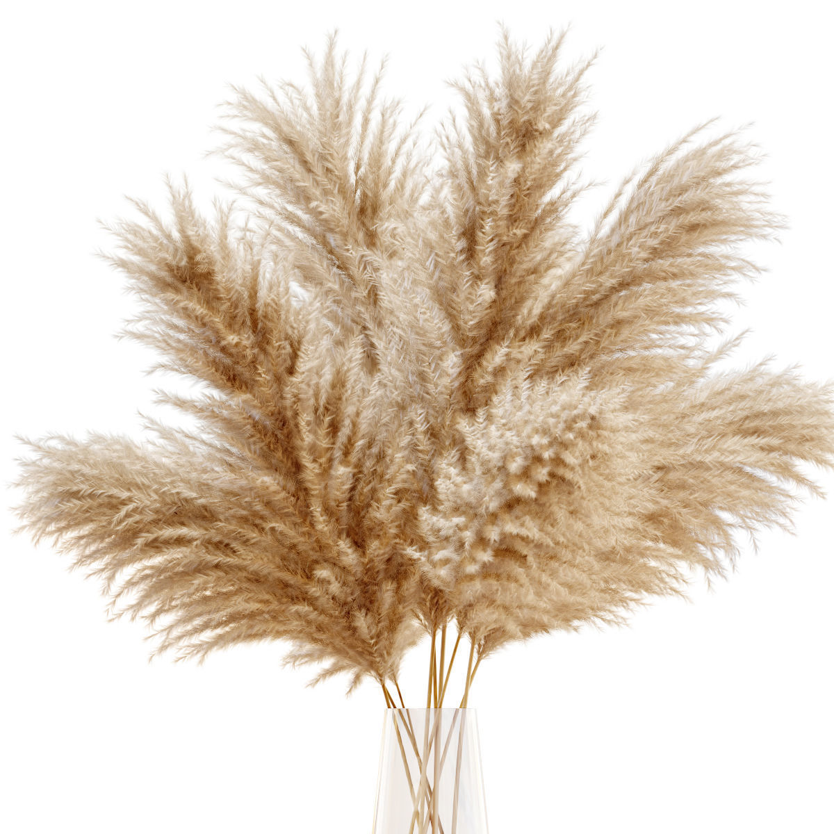 Pampas grass 11 3D model_2