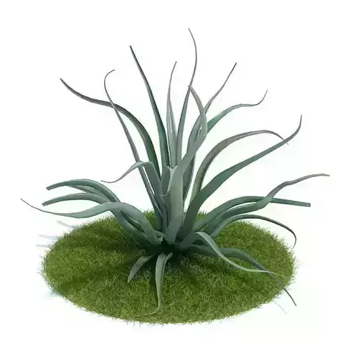 Plant Agave Vilmorinian