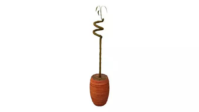 Spiral Bamboo Stick Interior Plant