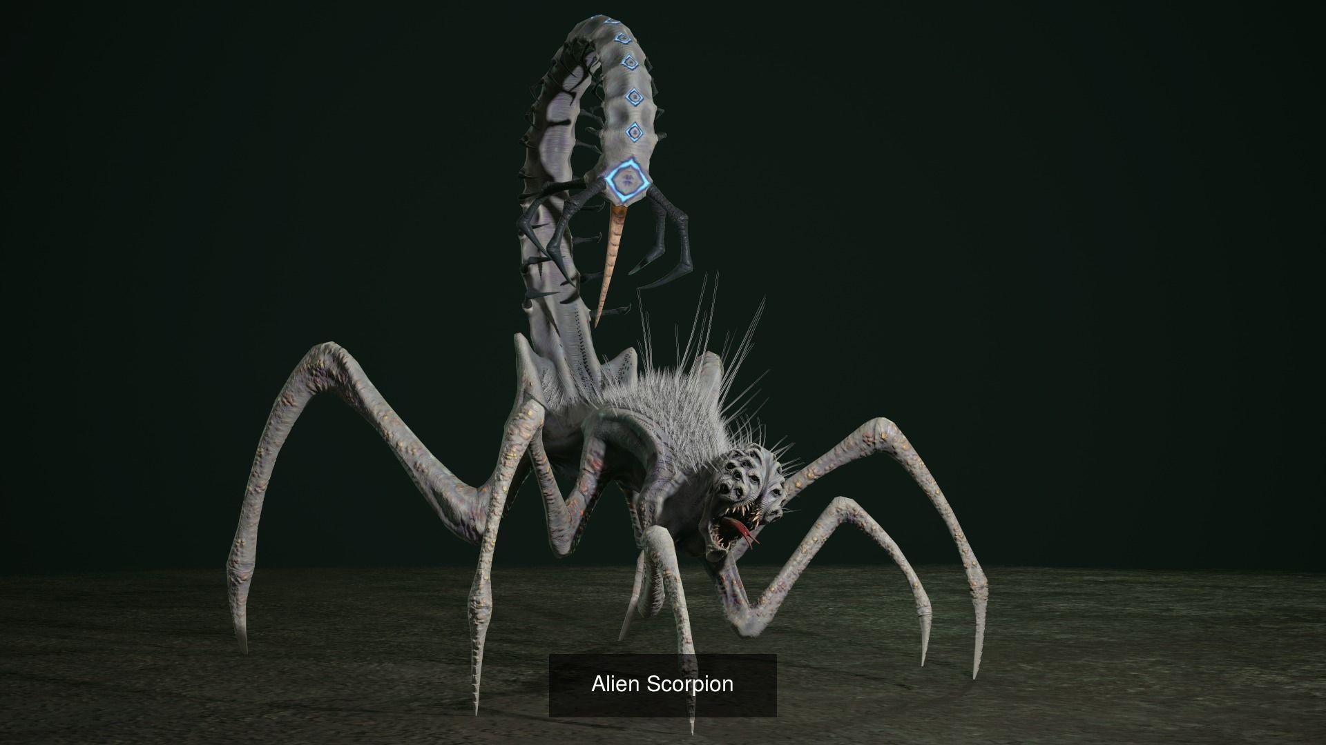 Spider Pack 2 3D Model Collection_5