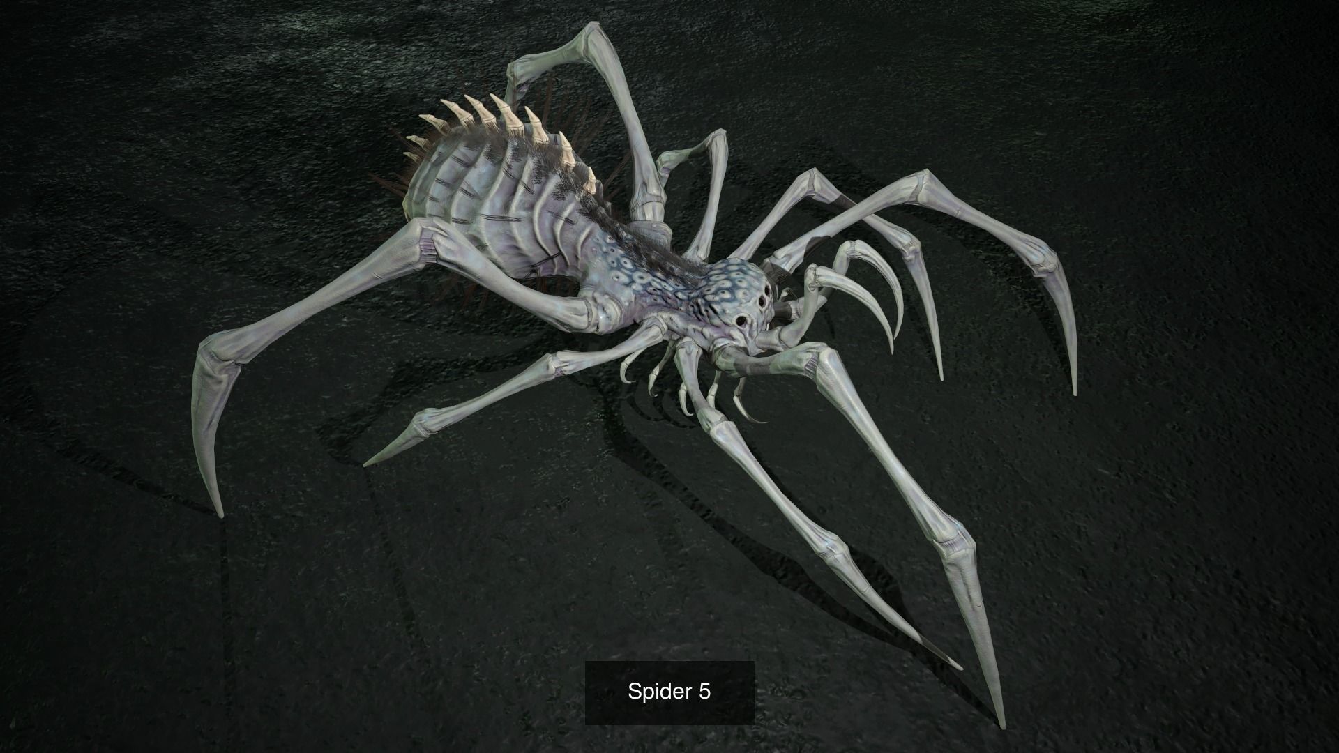 Spider Pack 2 3D Model Collection_4