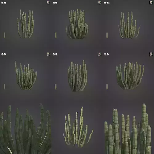 2021 PBR Organ Pipe Cactus Collection - Lemaireocereus Thurberi