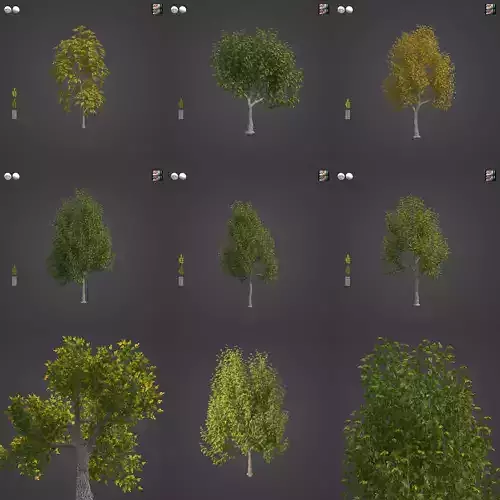 2021 PBR Oregon Ash Collection - Fraxinus Latifolia 